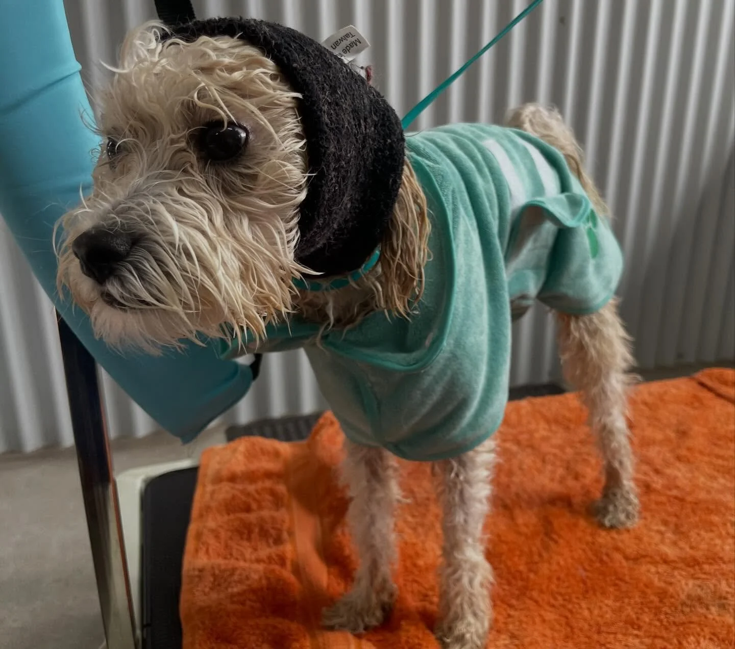 Little Tato helping me try out some new drying methods for anxious dogs like himself ❤️

Tato recently had a bit of a traumatic experience at the vets, and as such has gone a little backwards in our work together. His owner is a little sad and frustr