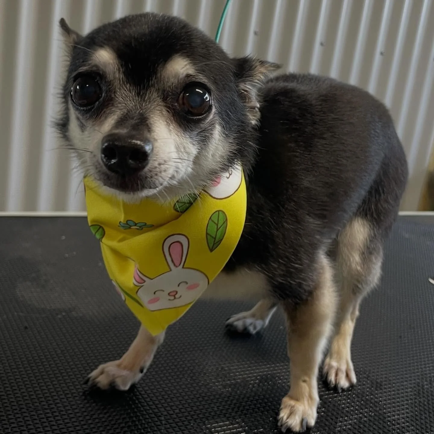 Happy Easter to all my lovely clients ❤️ featuring a very adorable little Rocky- who doesn&rsquo;t love his baths but puts up with it very well! #easter #chihuahua #dogsofinstagram