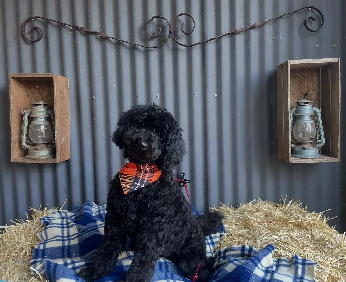 Lovely Theo ❤️ although he is still very young and has a lot to learn still about grooming (and sitting still!) he has already shown some promising behaviour and I think in time he will be a star to groom! #oodle #doggroom #doggroomer #dogsofinstagra