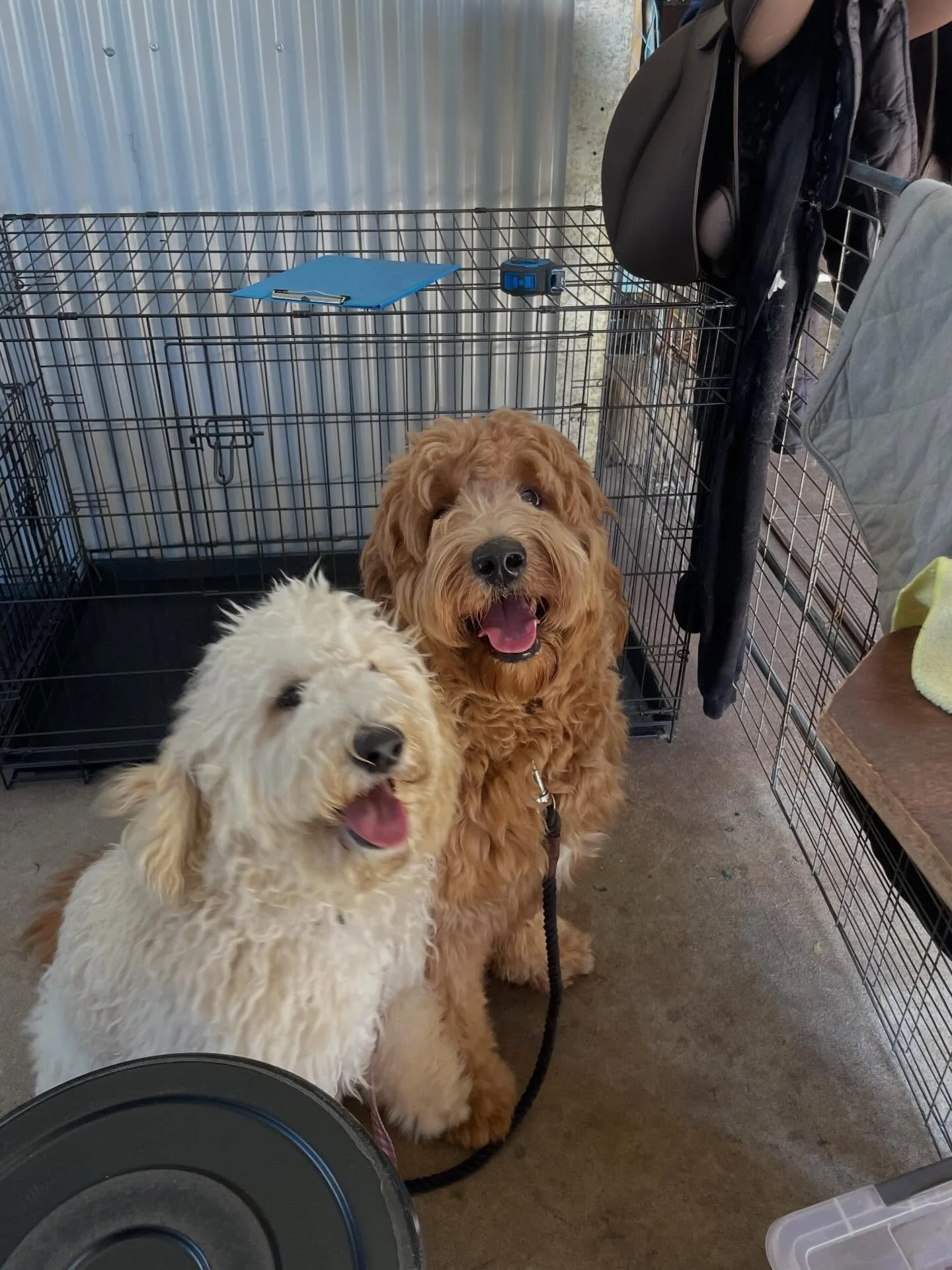 Bowie and Frankie 🥰
Bowie&rsquo;s owners have been struggling with his coat type, and as a result he came in quite matted. So, we have gone nice and short to get rid of all that damaged, matted coat and advised his owner about the best way to mainta