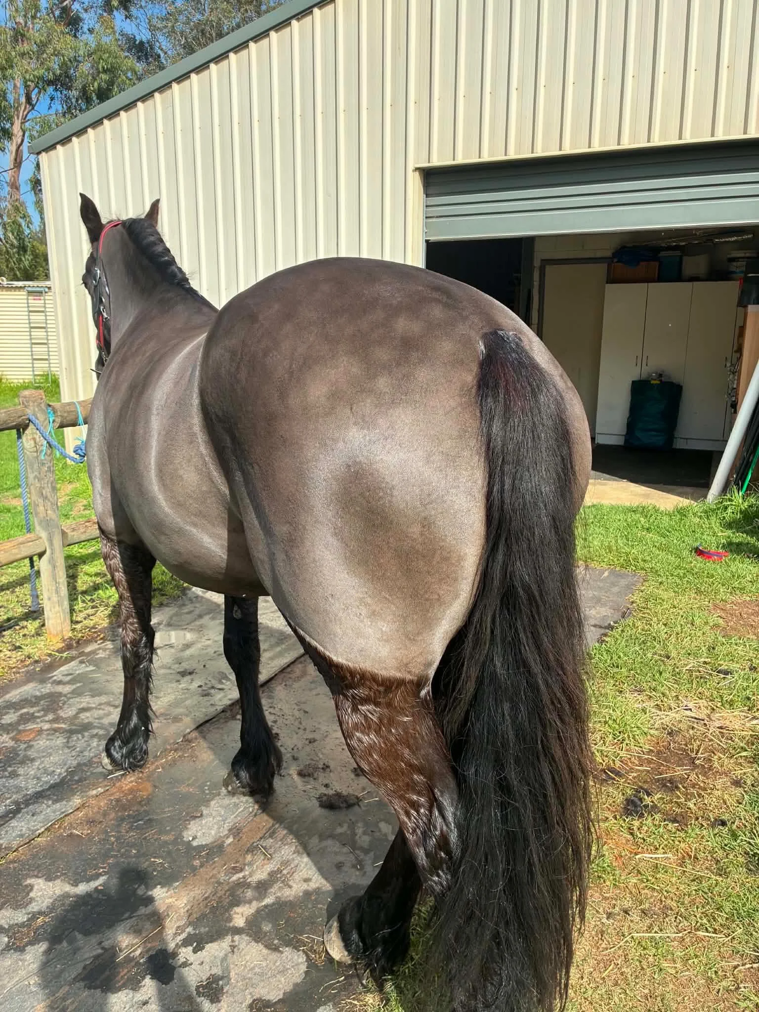 It&rsquo;s that time of year again! For those that don&rsquo;t know, I also offer horse clipping during the colder months 🥰 First to get clipped this year are the handsome boys Noah and Zephyr, the latter of which was very good considering it was th