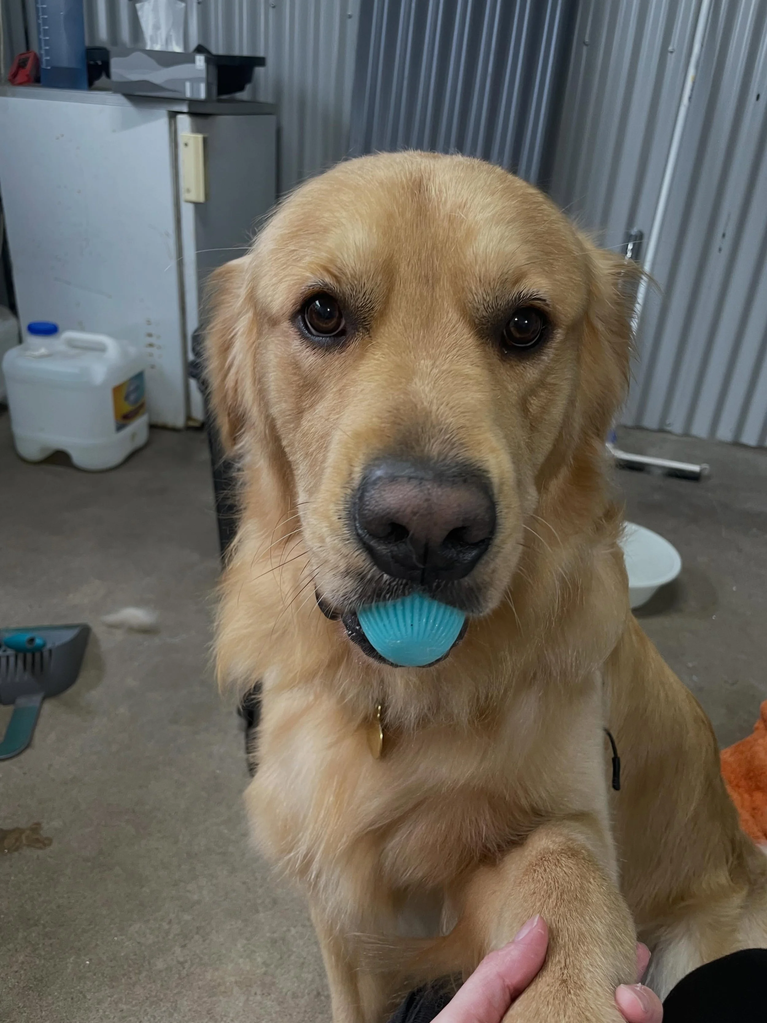 Just a dog and his emotional support squeaky 🙈 the lovely Forrest- who is still adamant he is NOT getting in the tub during his grooms 😂 so he gets washed like a tiny horse instead! I&rsquo;m not sure why he hates the tub so much, but rather than f
