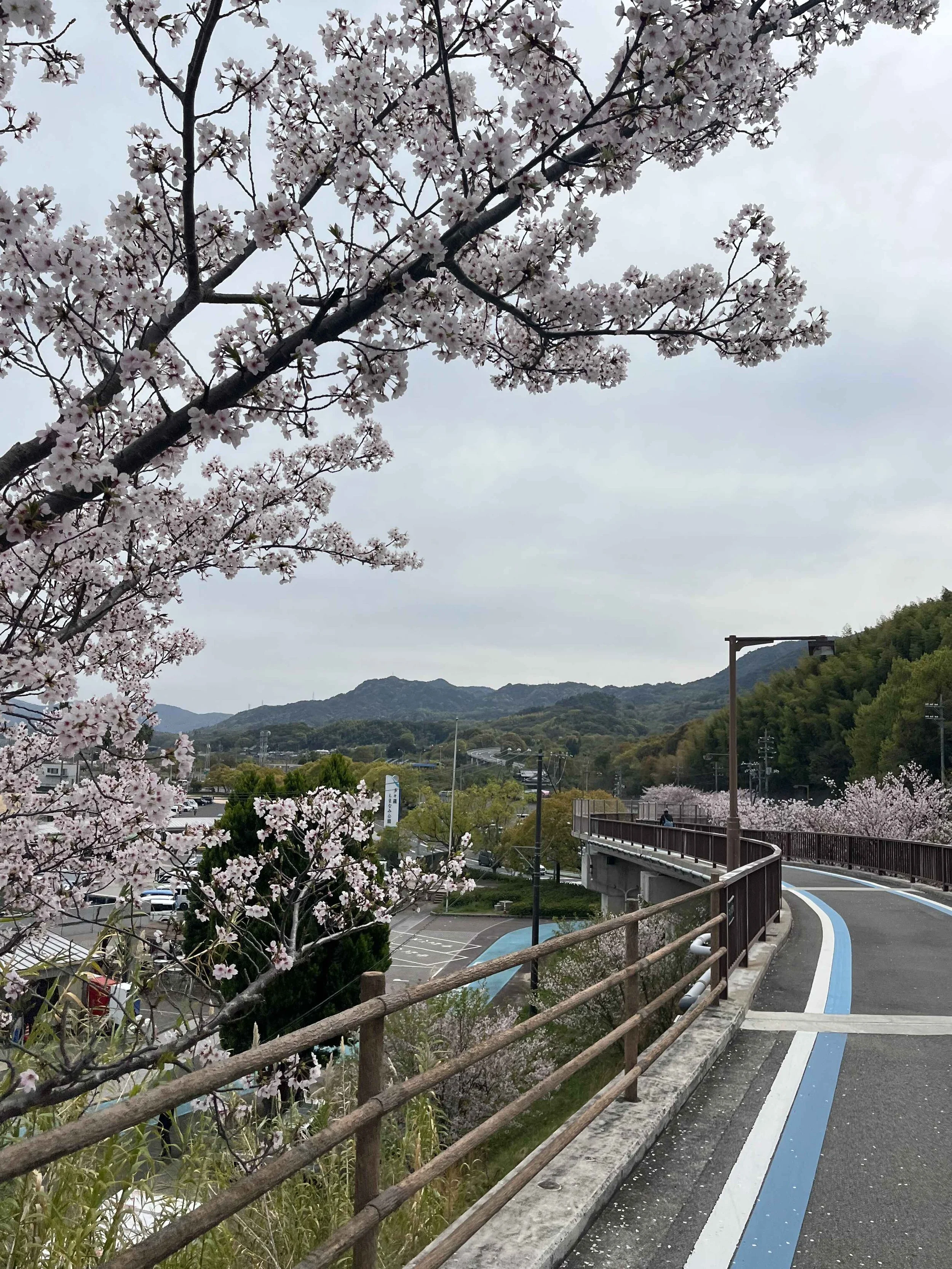 cherry blossoms