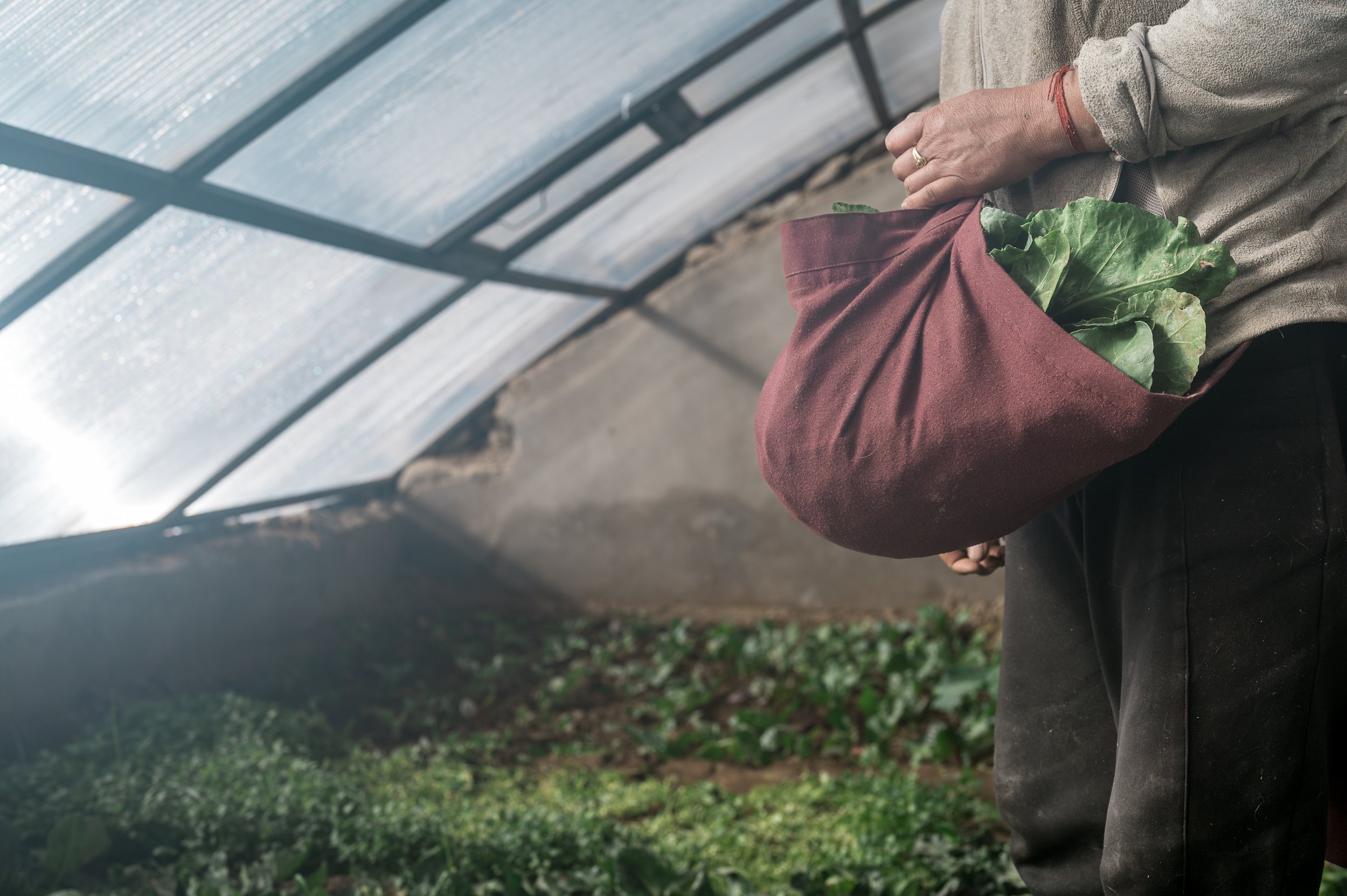 ladakh-greenhouse-winter-vegetables-harvest-nang-village-climate-adaptation.jpg