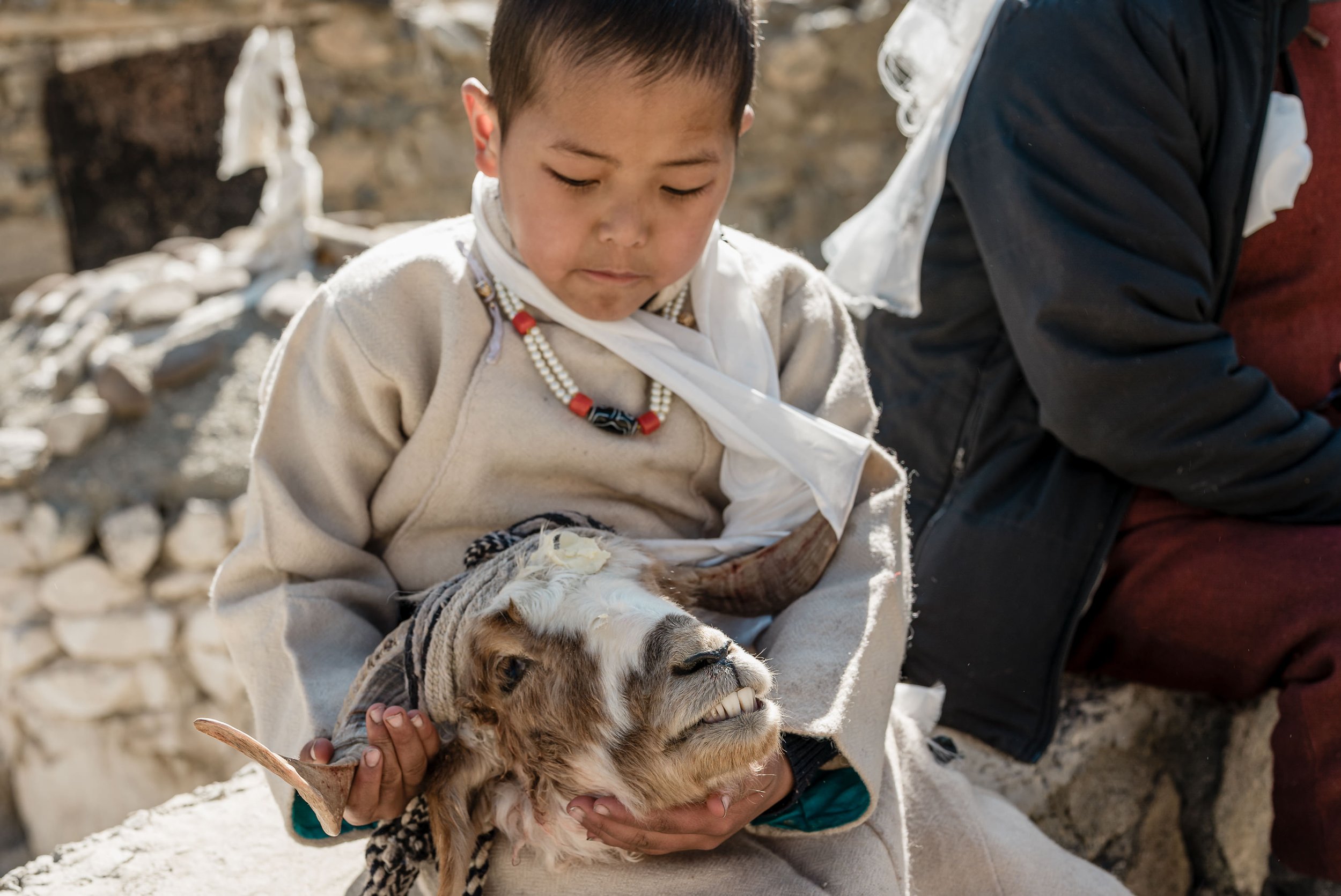 ladakh-child-traditional-dress-baby-goat-nang-village-losar-pastoral-life.jpg