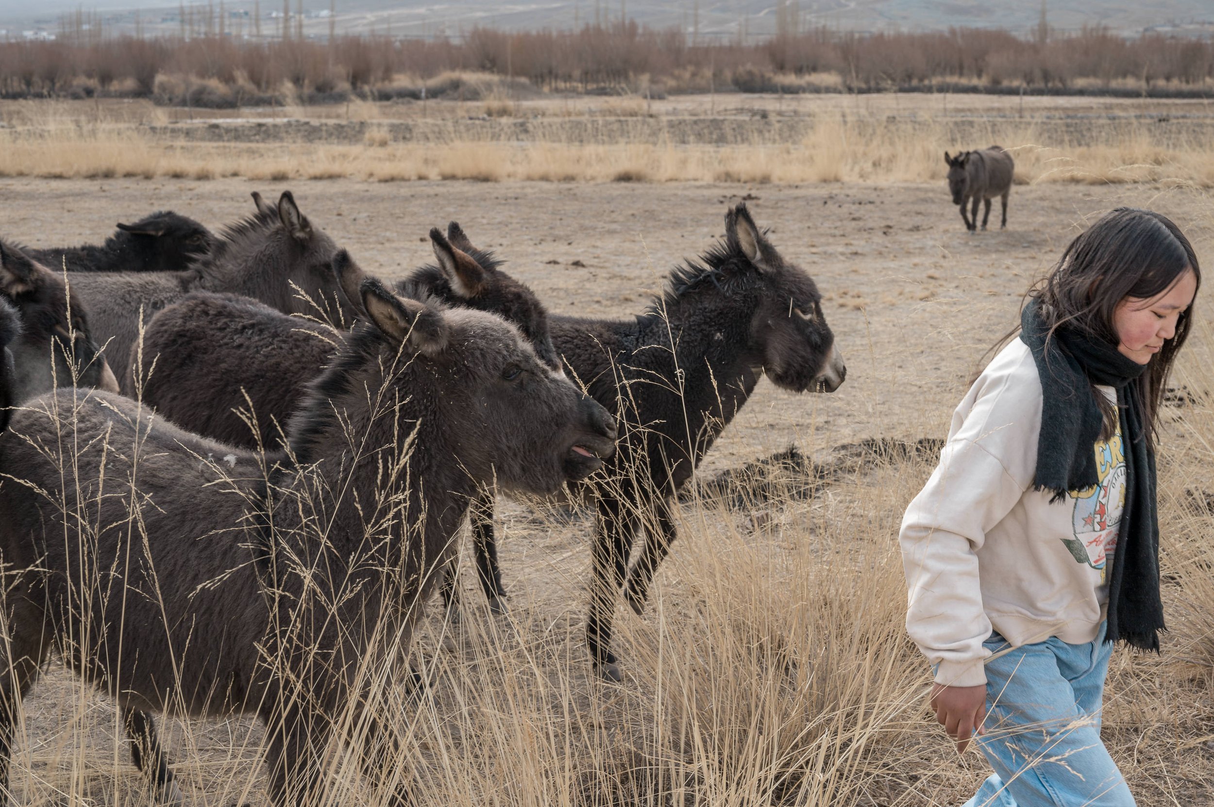 ladakh-girl-donkeys-dry-winter-landscape-nang-village-climate-change-pastoral.jpg