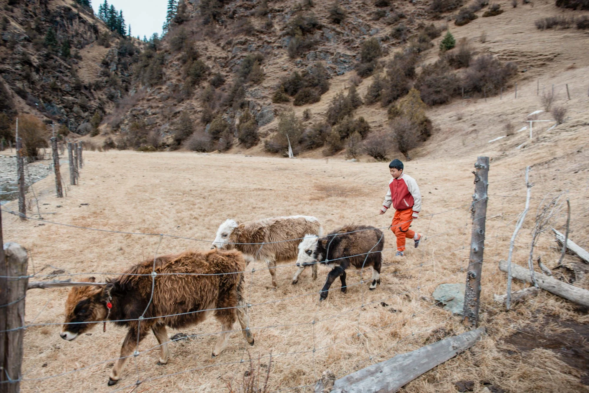 tibetan-child-herding-pastoral-life-documentary-photography-eleanor-moseman.jpg