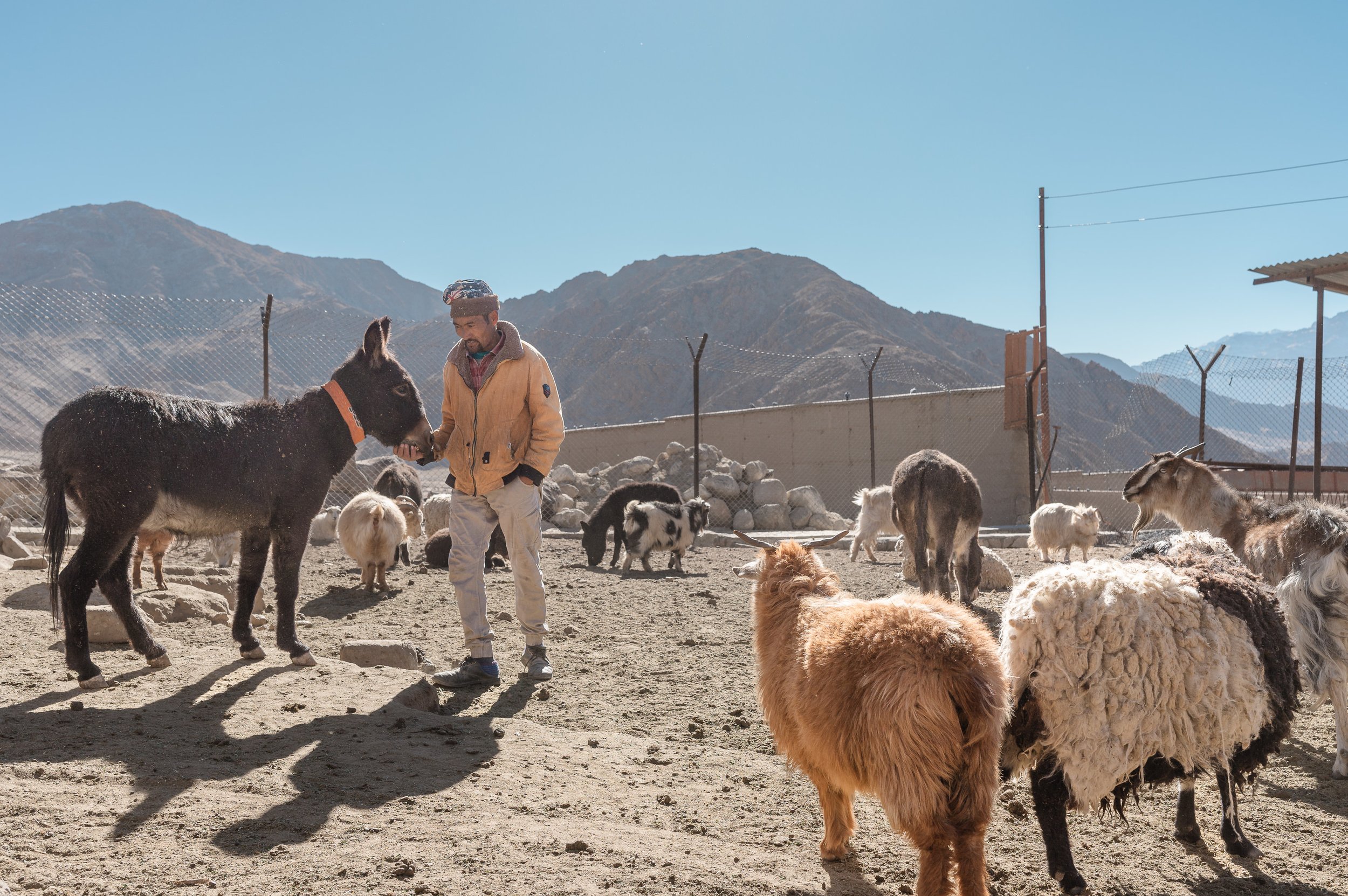 ladakh-man-donkey-livestock-pastoral-nang-village-climate-change.jpg