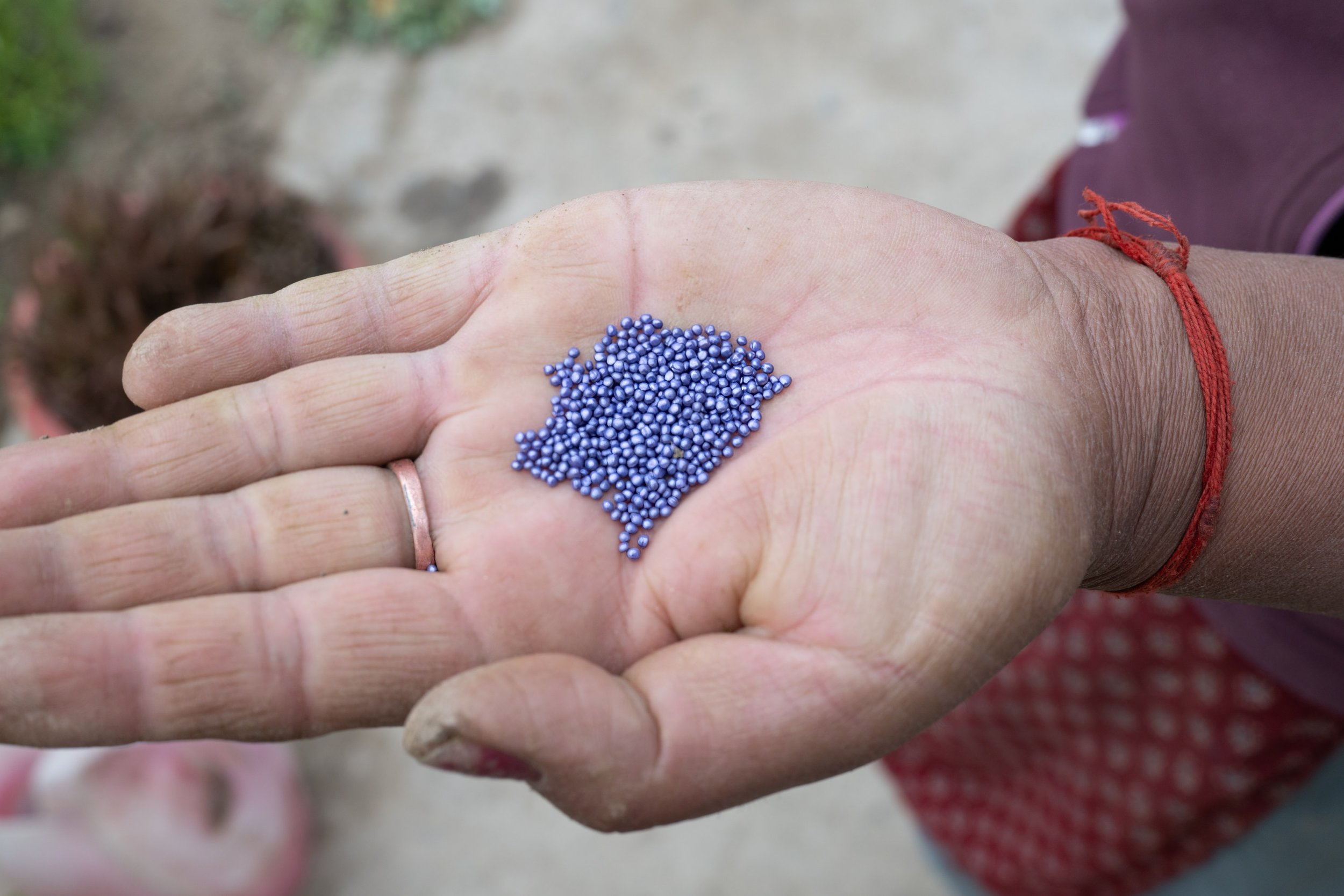 ladakh-farmer-hand-seeds-planting-nang-village-high-altitude-agriculture.jpg