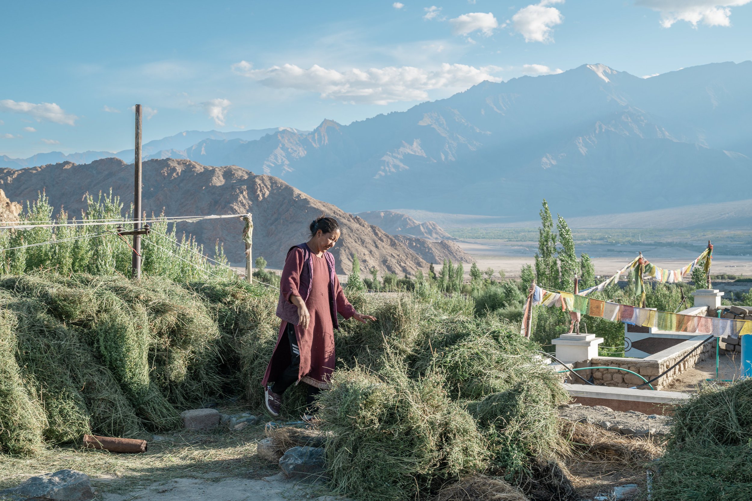 ladakh-woman-fodder-hay-prayer-flags-nang-village-indus-valley-landscape.jpg