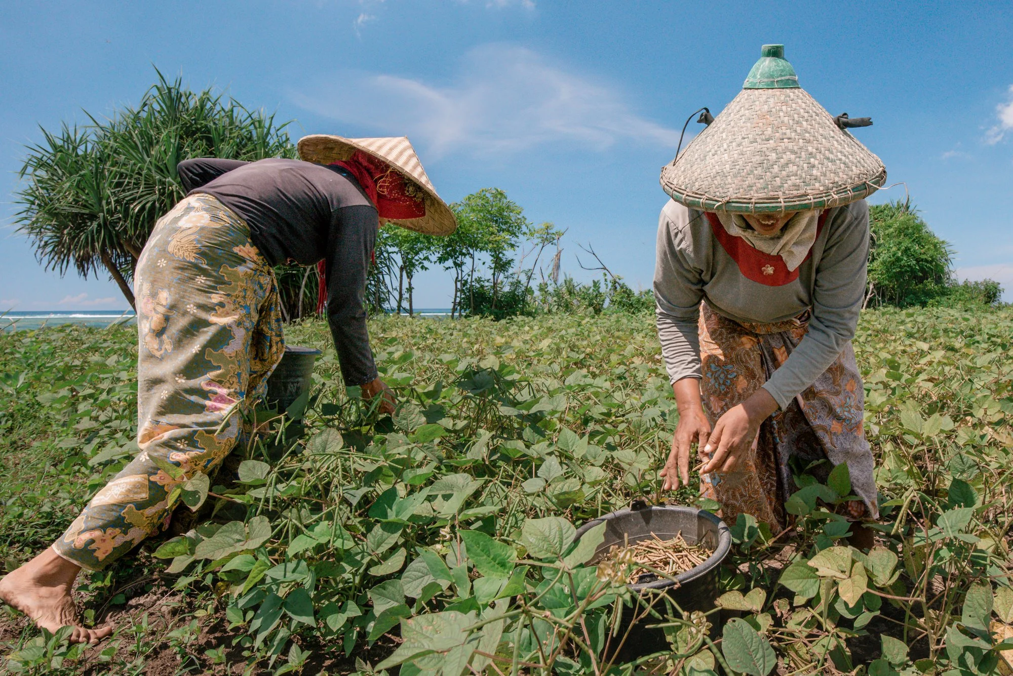 indonesian-women-agricultural-work-documentary-photography-eleanor-moseman.jpg