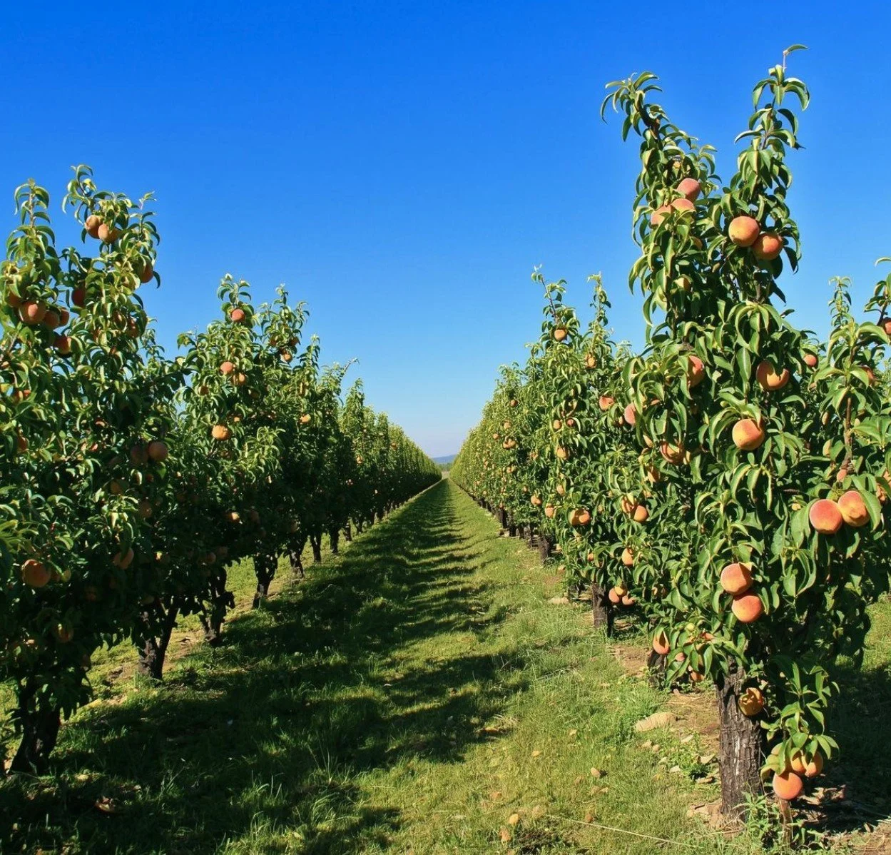 Rows of apple trees with ripe apples under a clear blue sky in an orchard.
