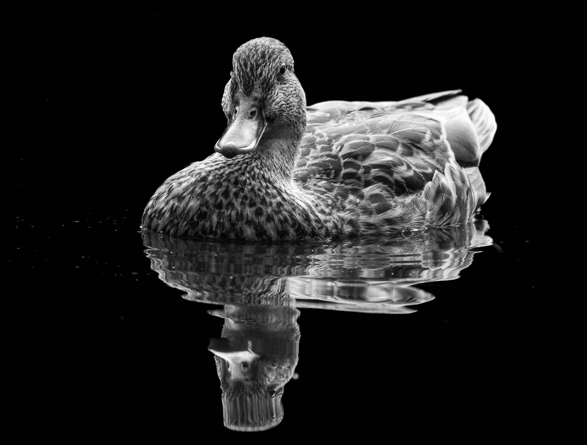 Anas (Portrait Series)