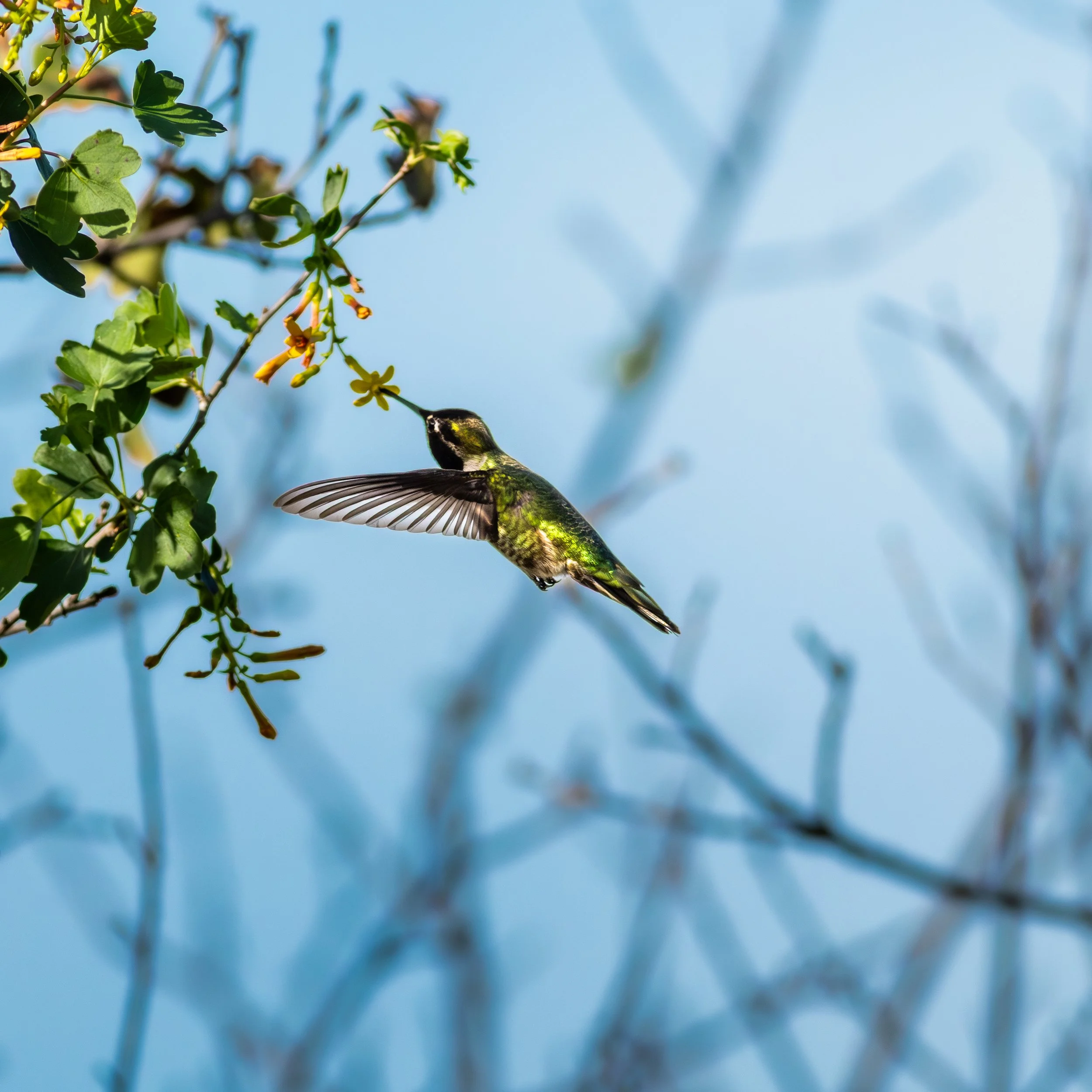 Anna's Hummingbird feeding