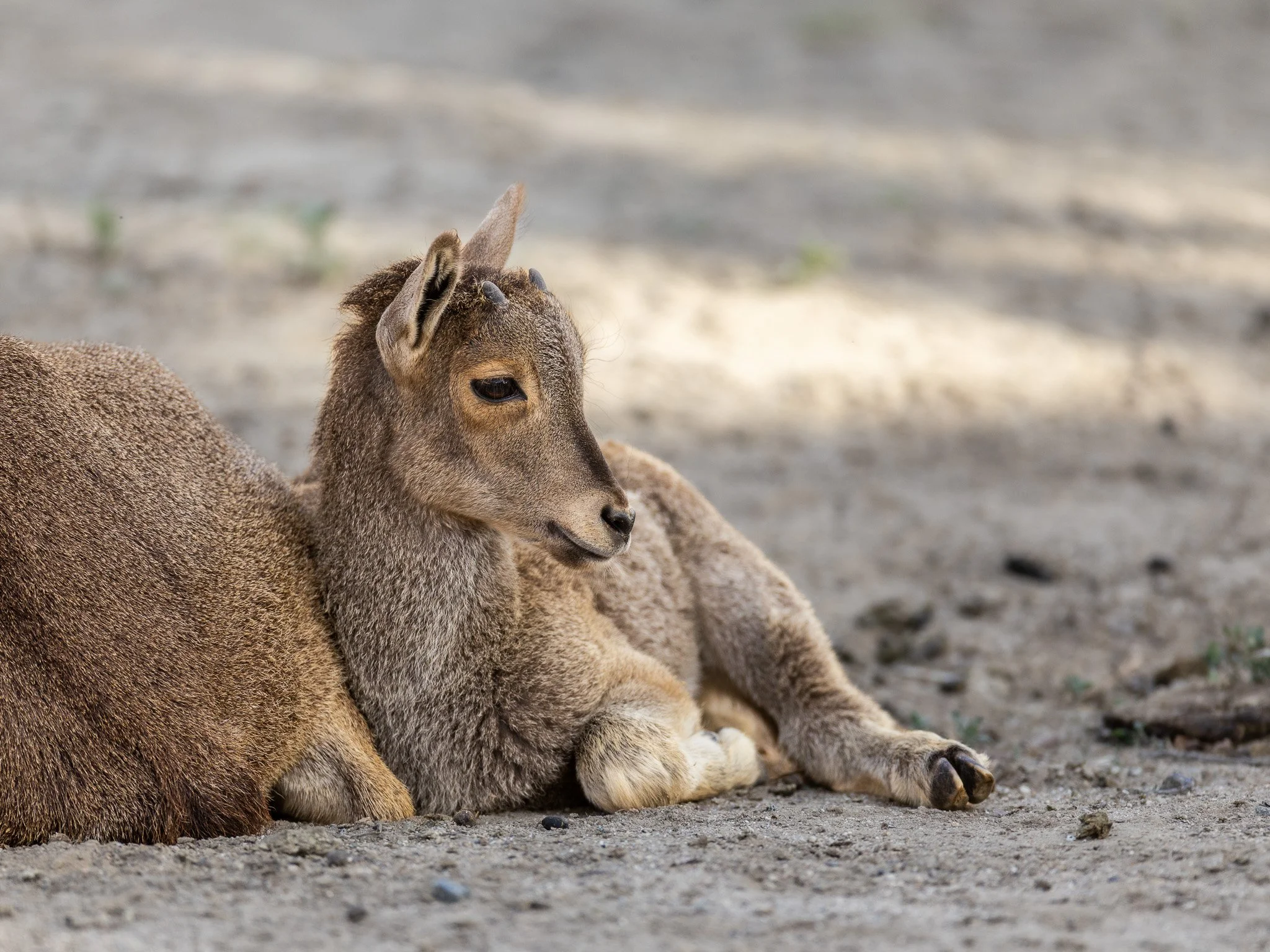 Baby Klipspringer