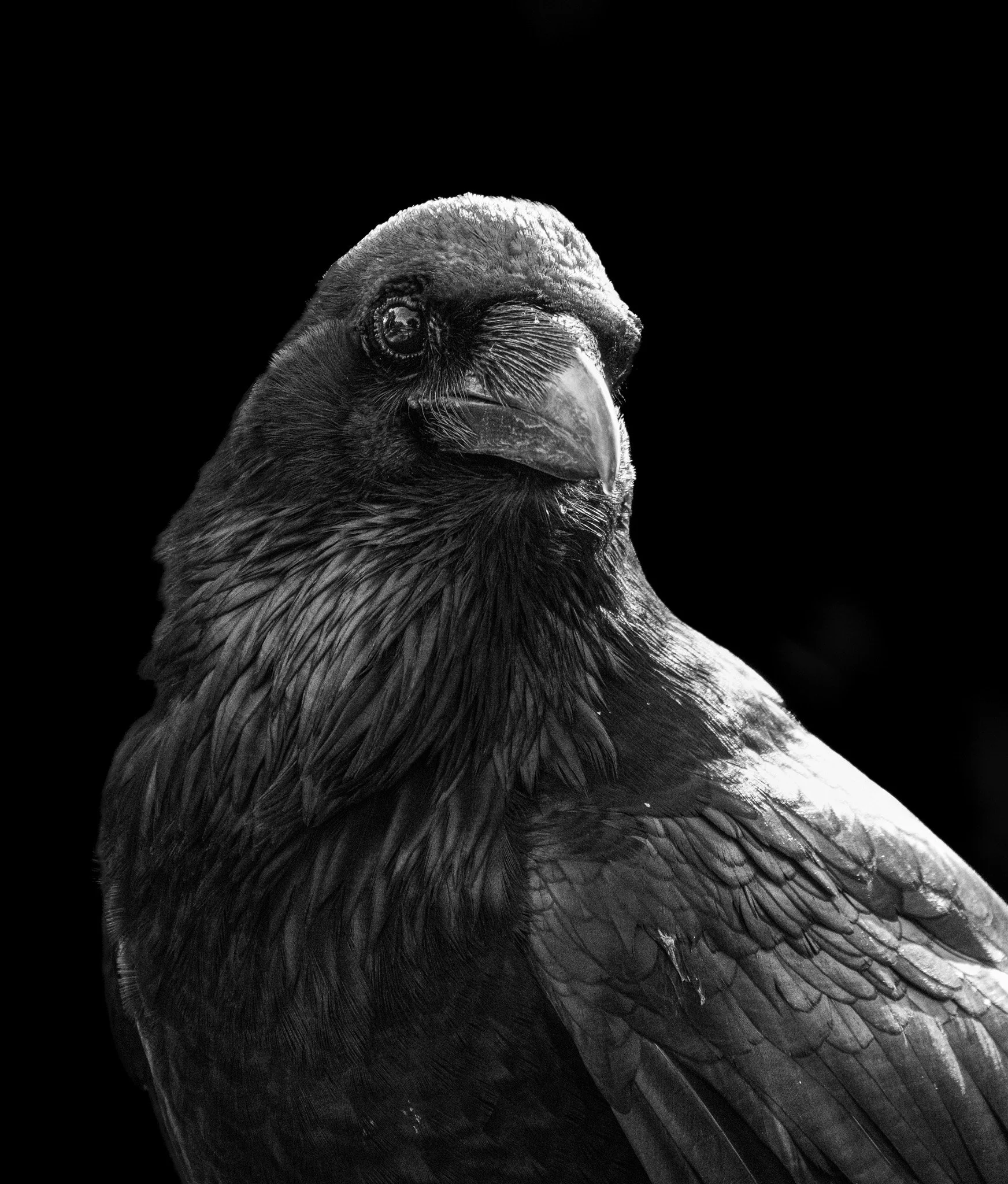 "Nevermore" (Portrait Series)