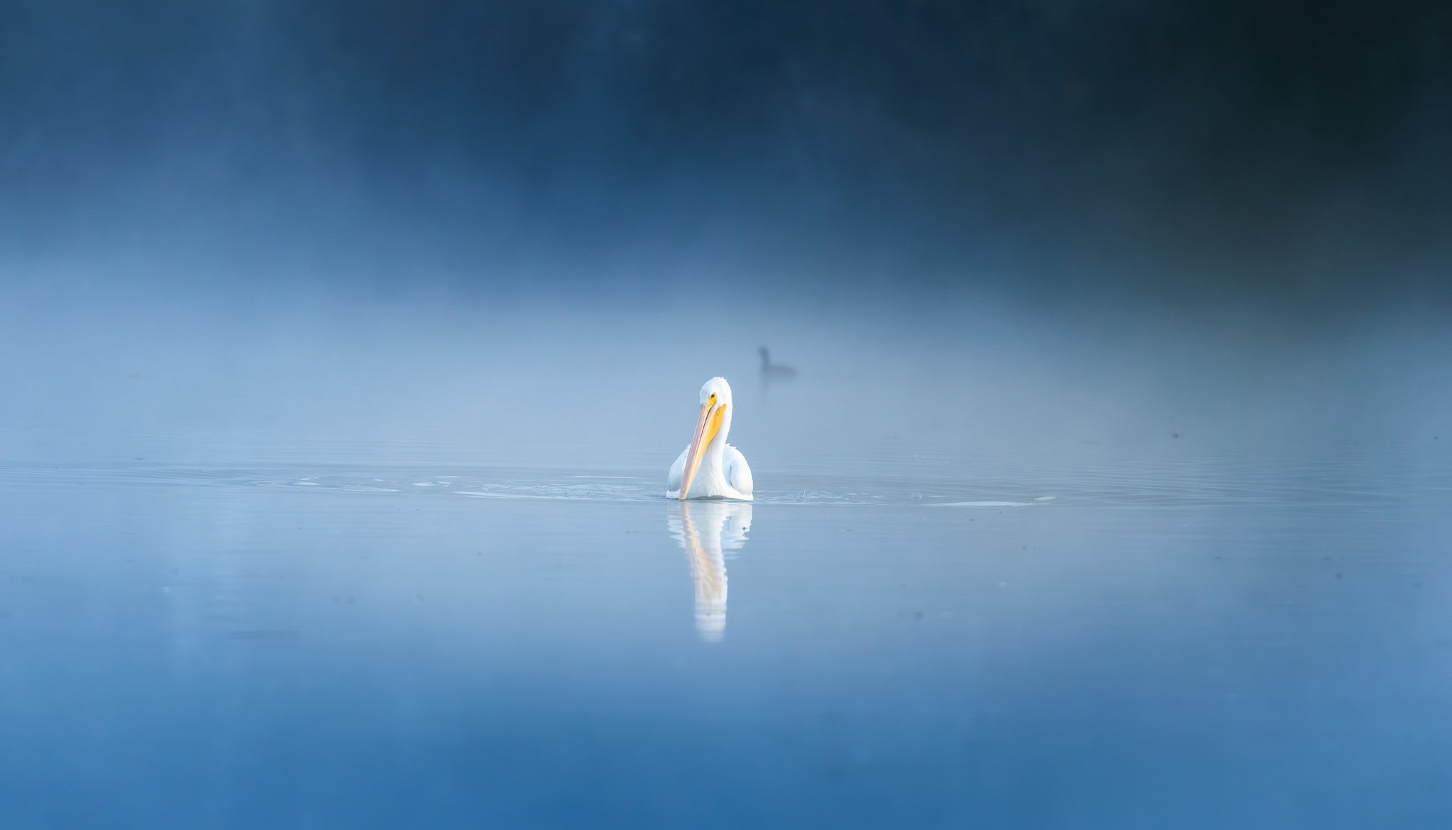 White Pelican sliding through the fog