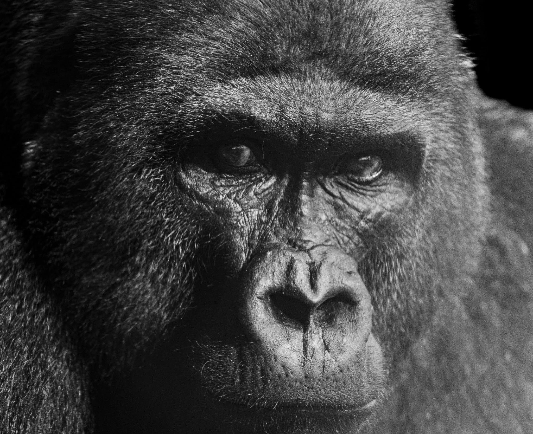 Silverback Gorilla (Portrait Series)