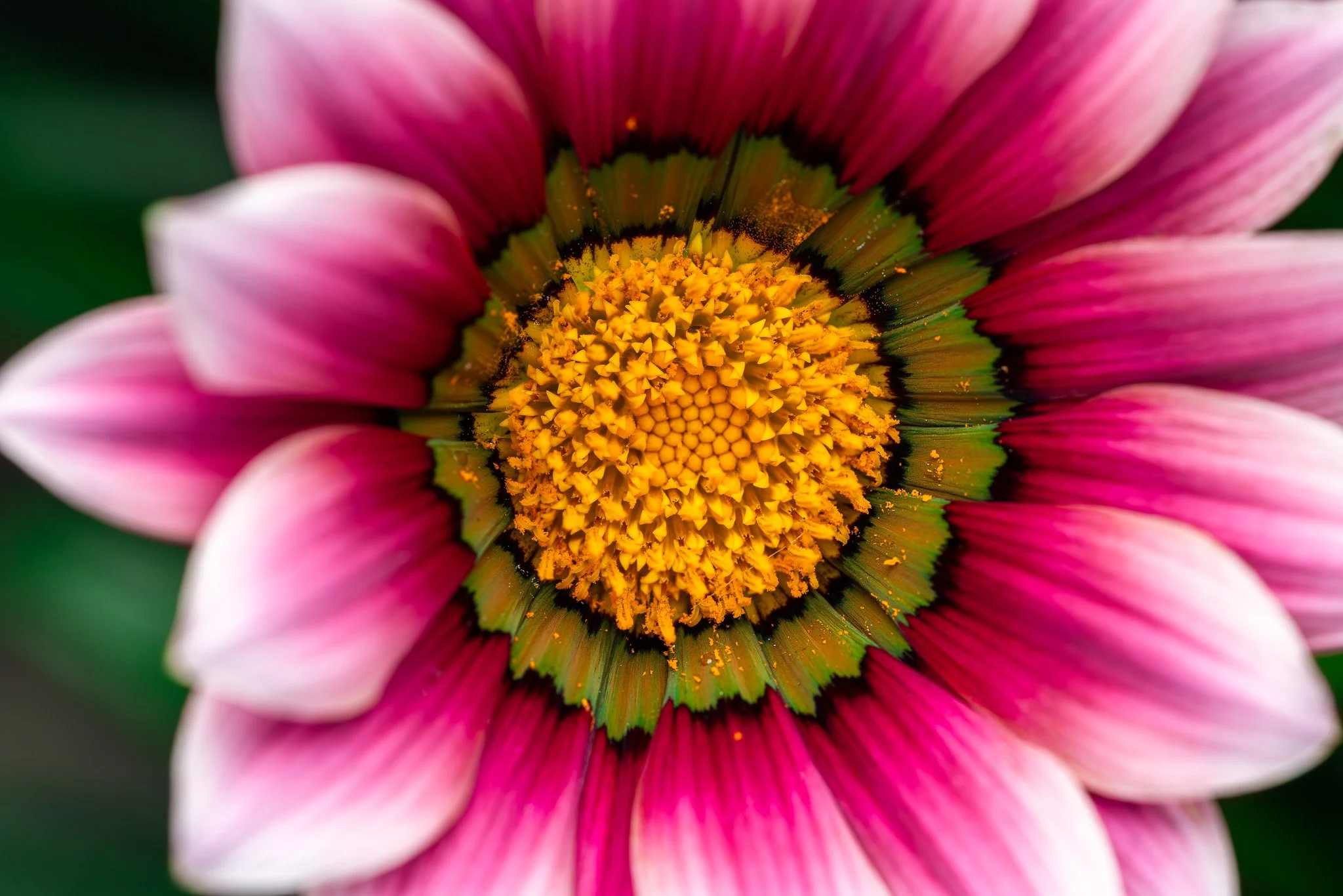 Macro of a Treasure Flower