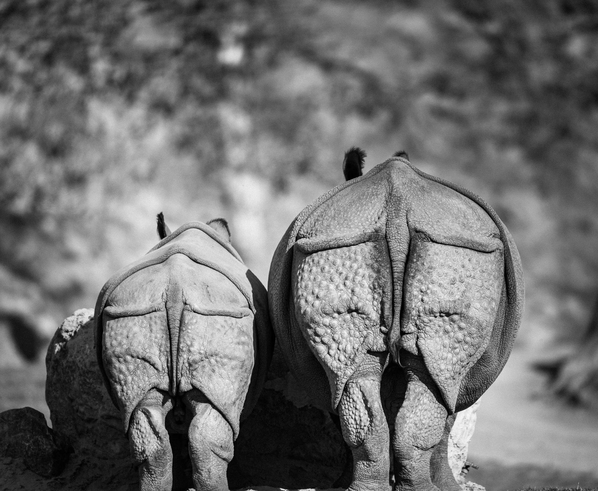 Mom & Baby Rhino's butt