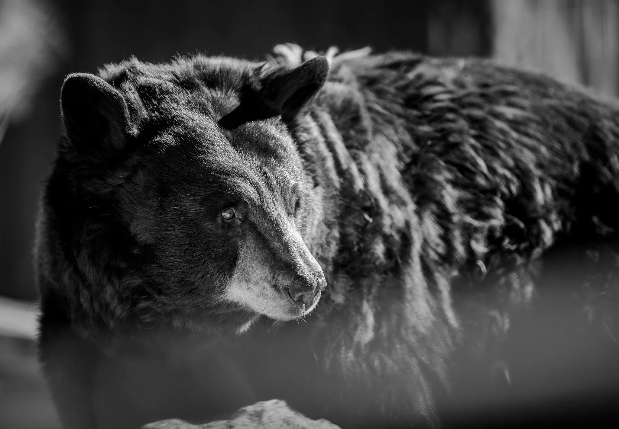 Black Bear at Big Bear Lake