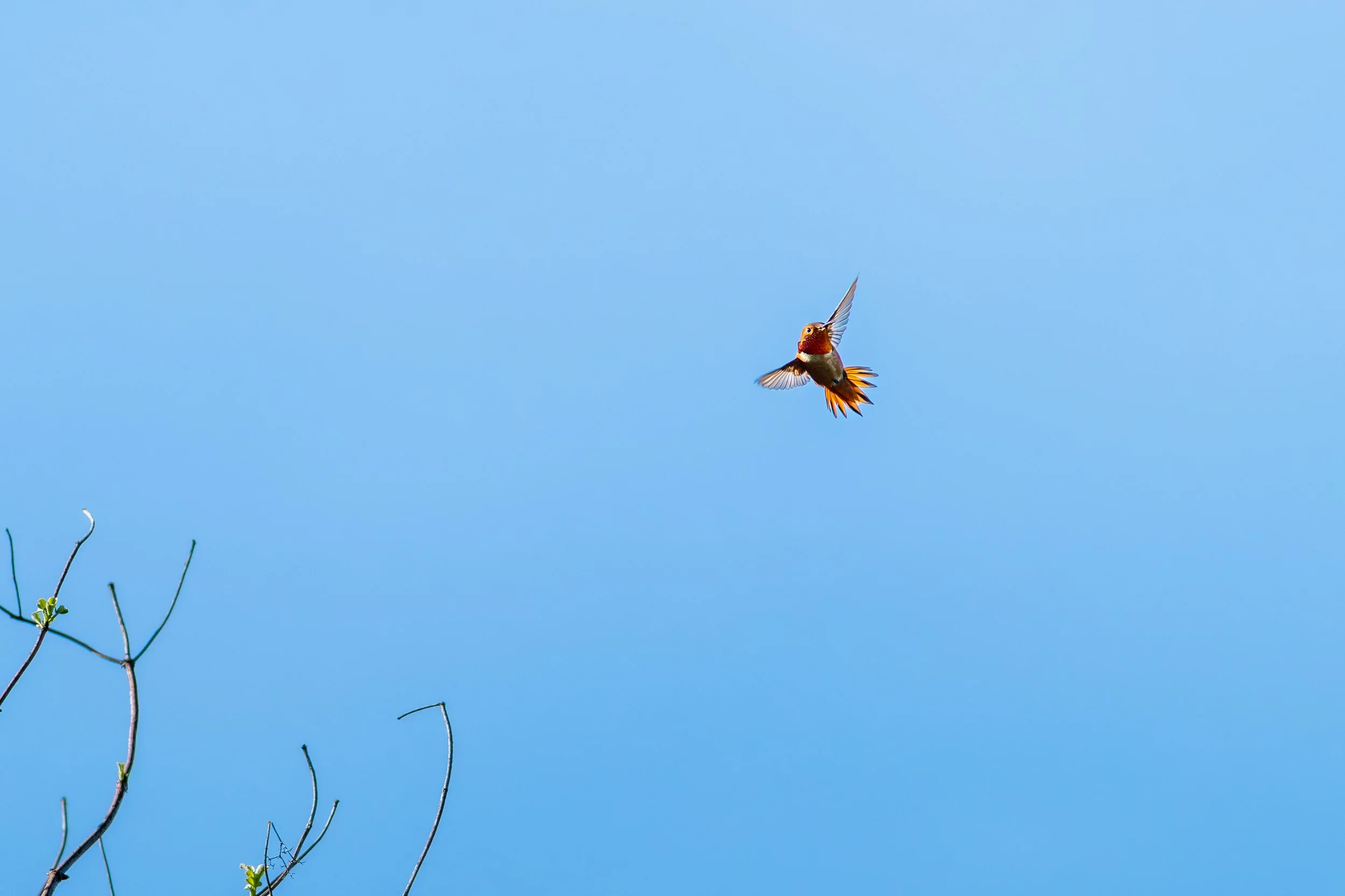 Anna's Hummingbird Flying