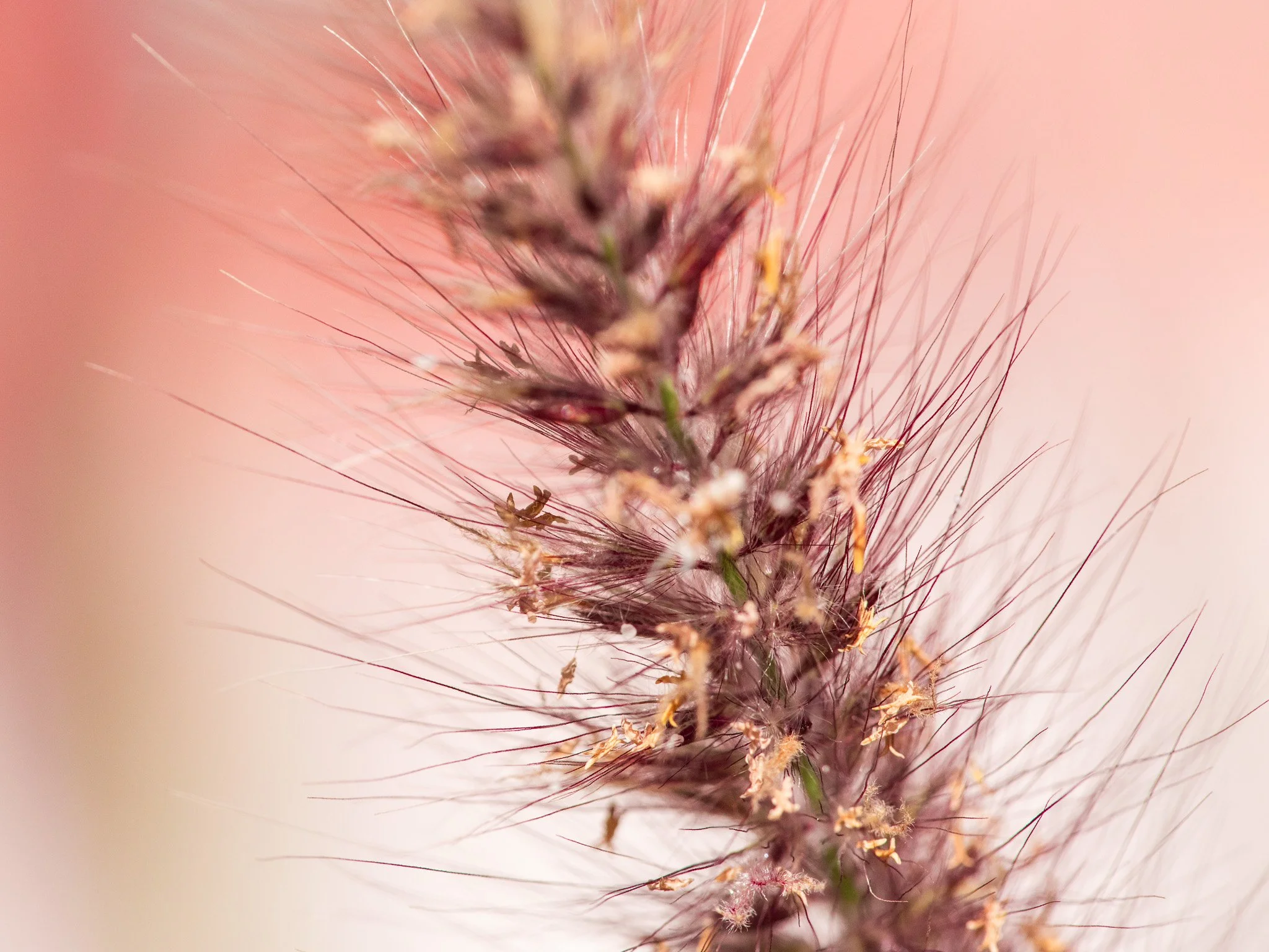 Macro of a Buffel Grass