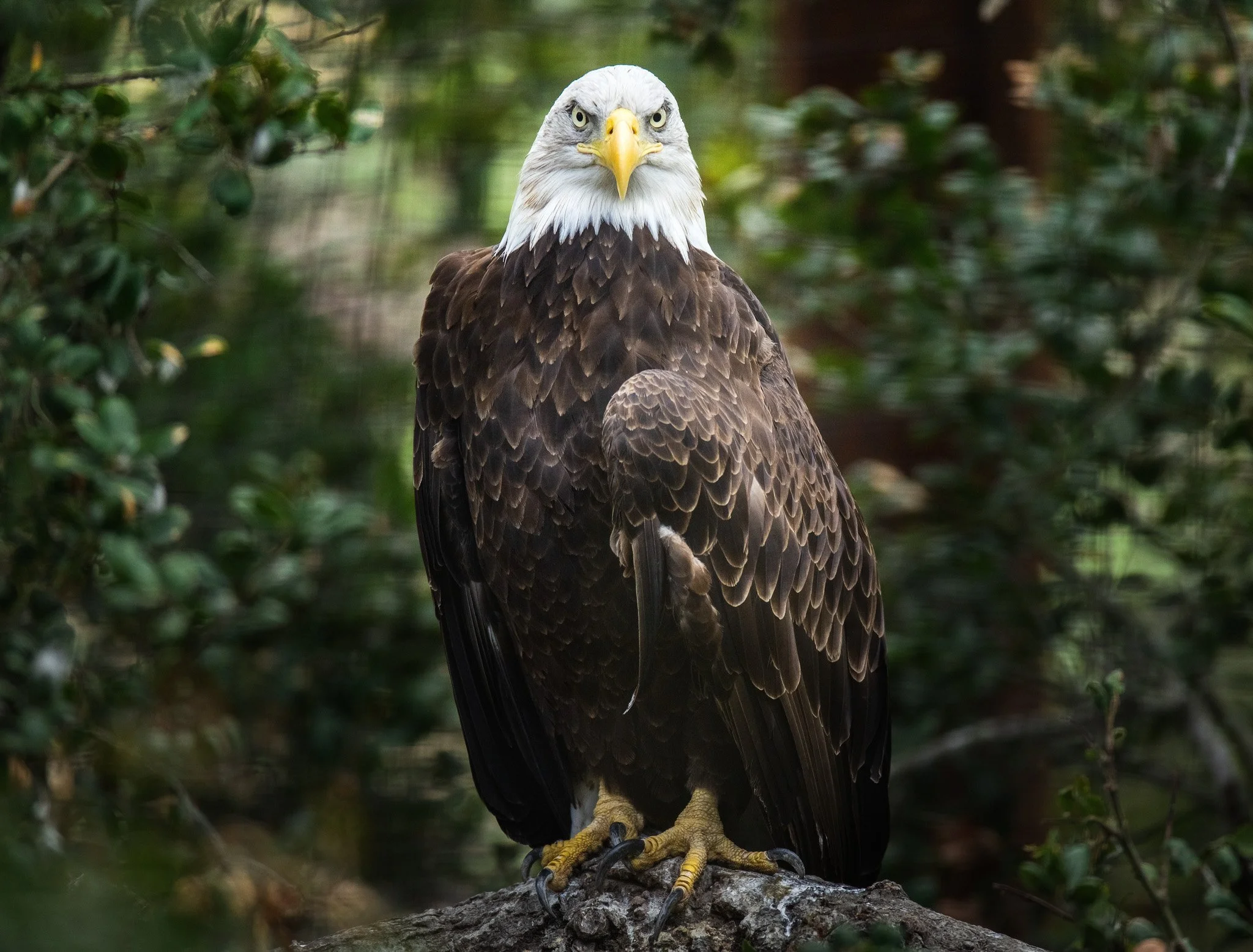 Bald Eagle