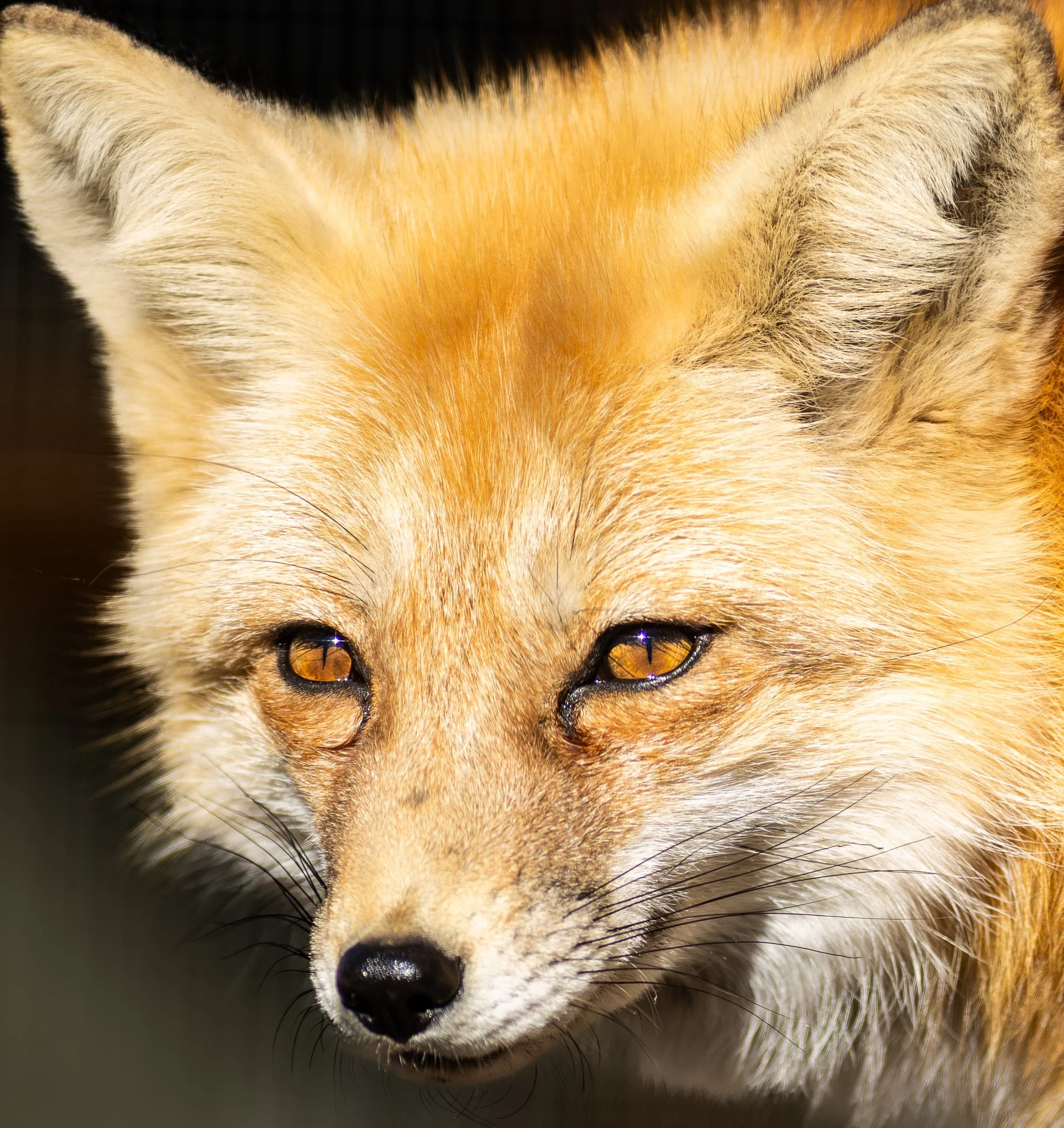 Red Fox soaking up in the Sun