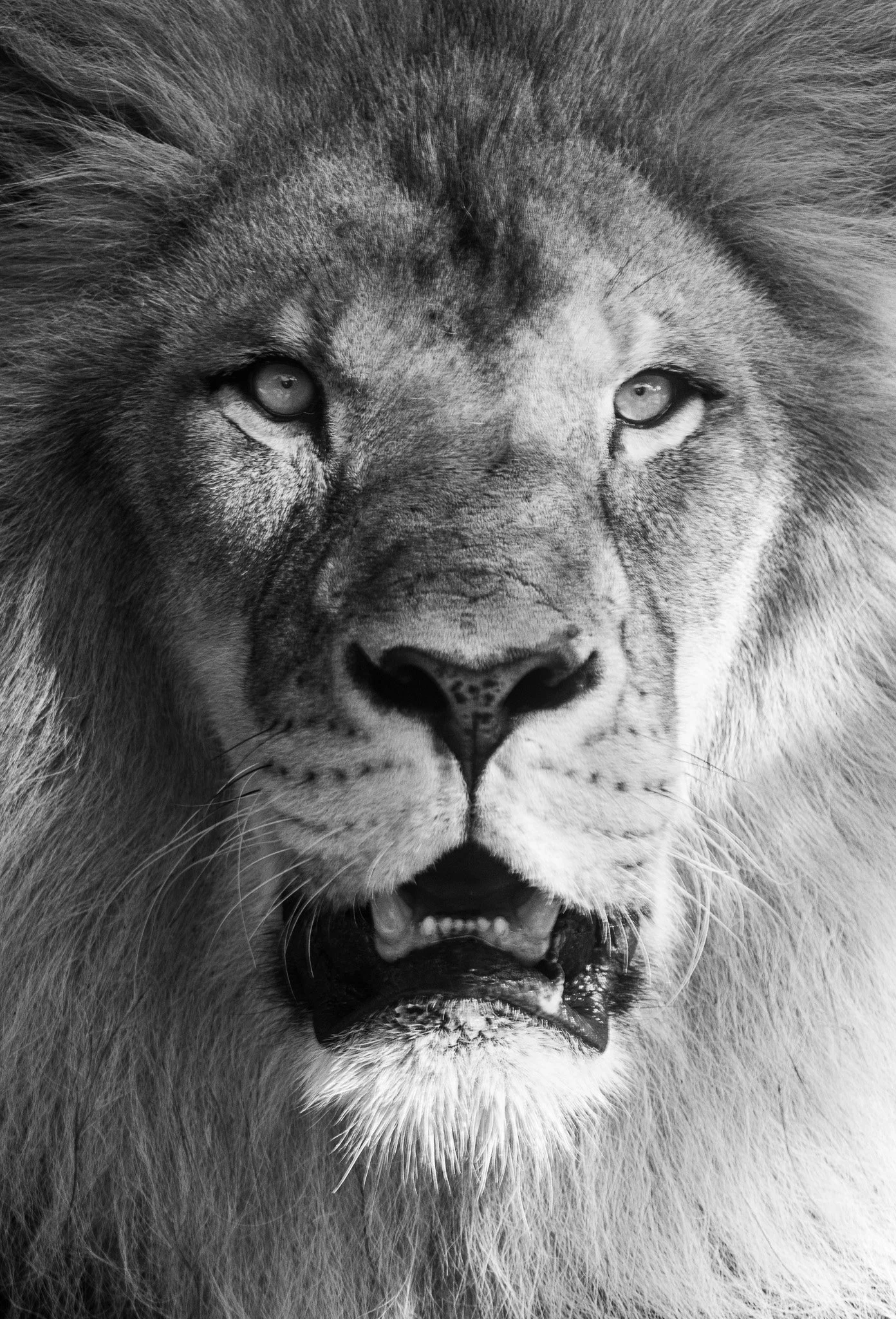 Lion (Portrait Series)