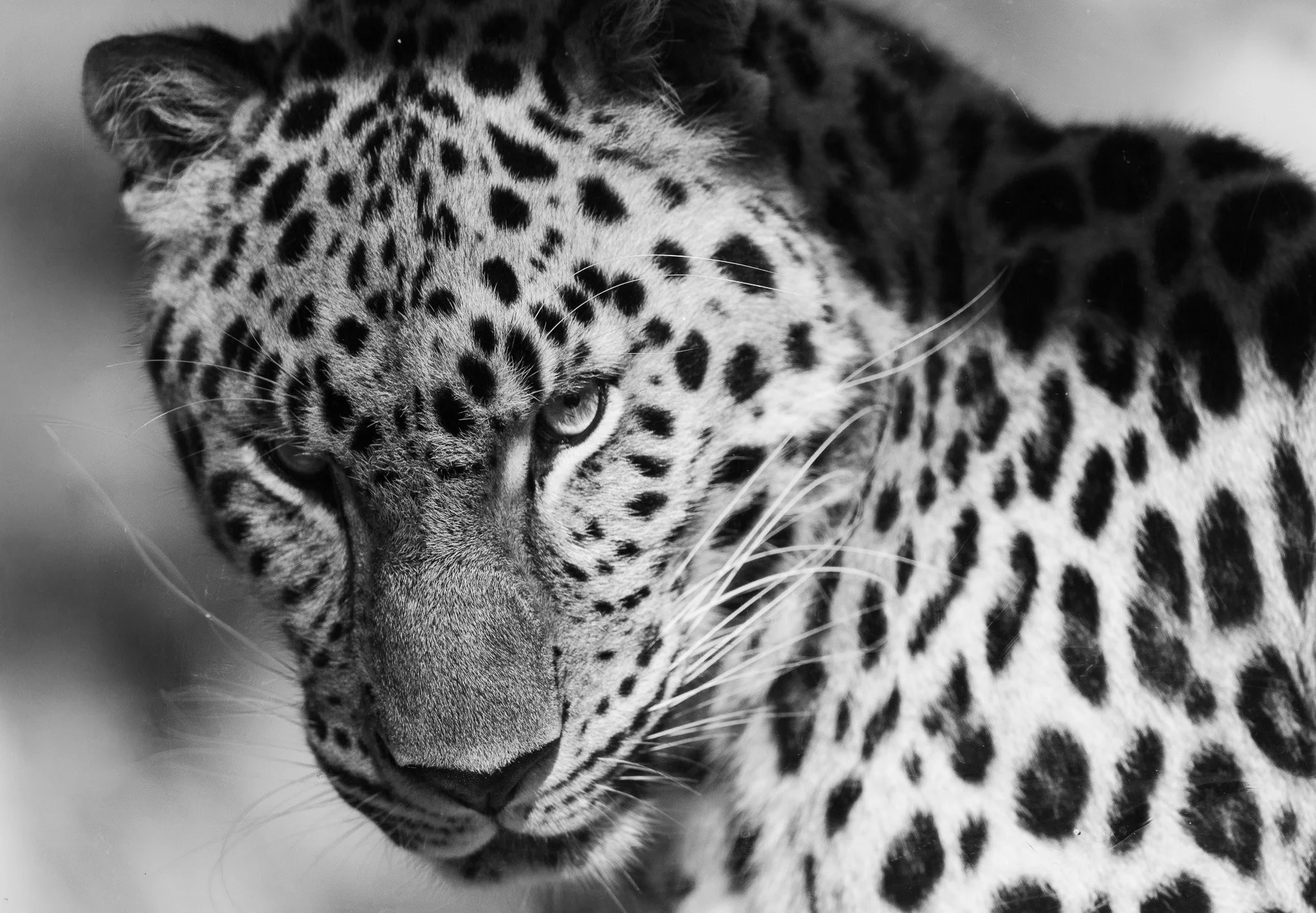 Leopard (Portrait Series)