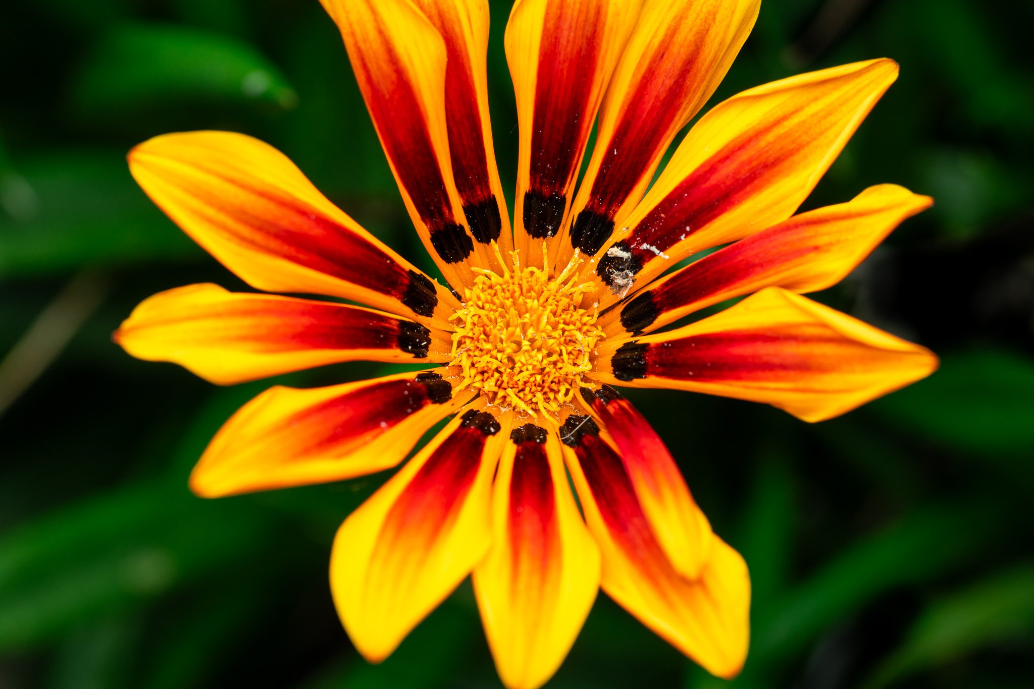 Macro of a Yellow Treasure Flower