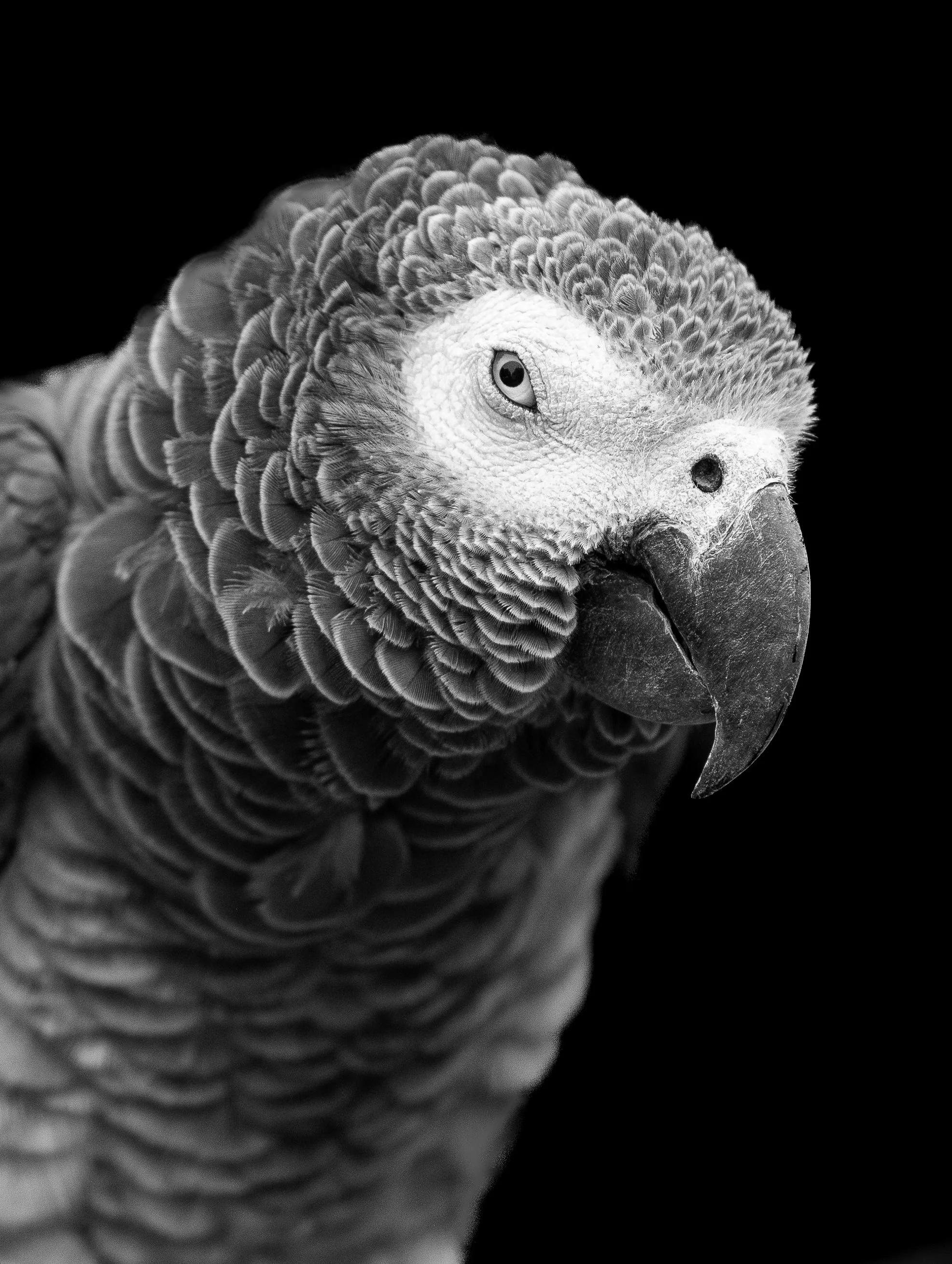 Grey Parrot (Portrait Series)