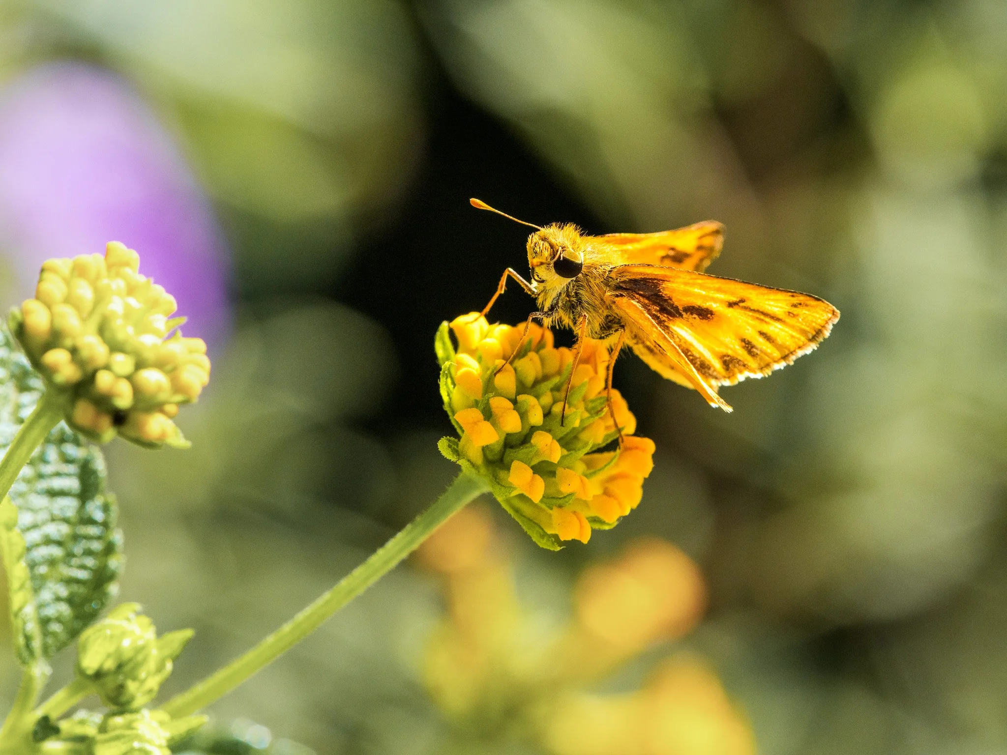 Macro of a feeding Moth