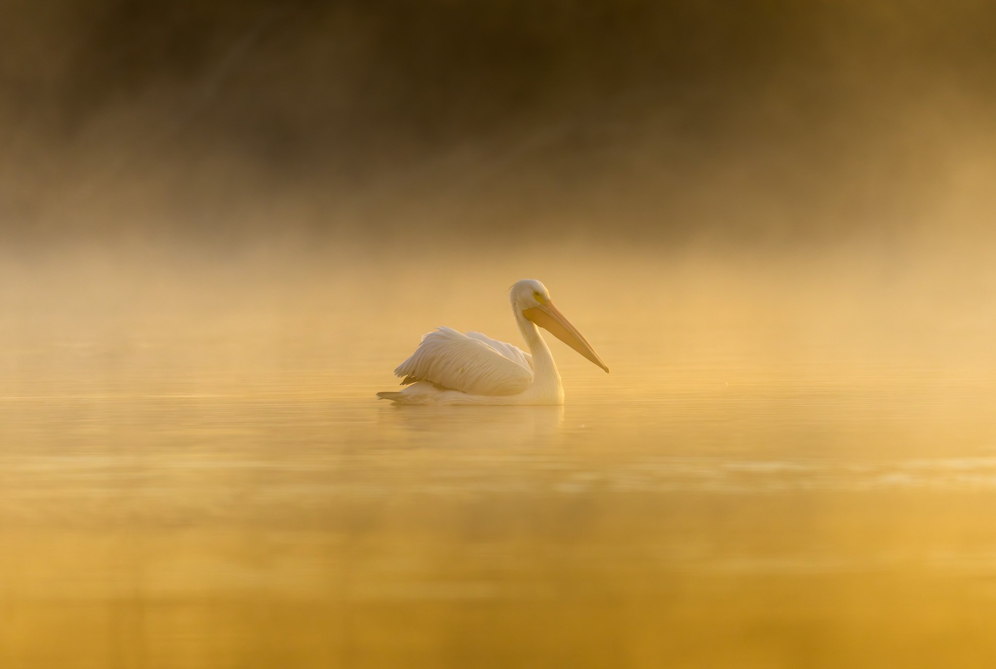 Pelican in a foggy morning