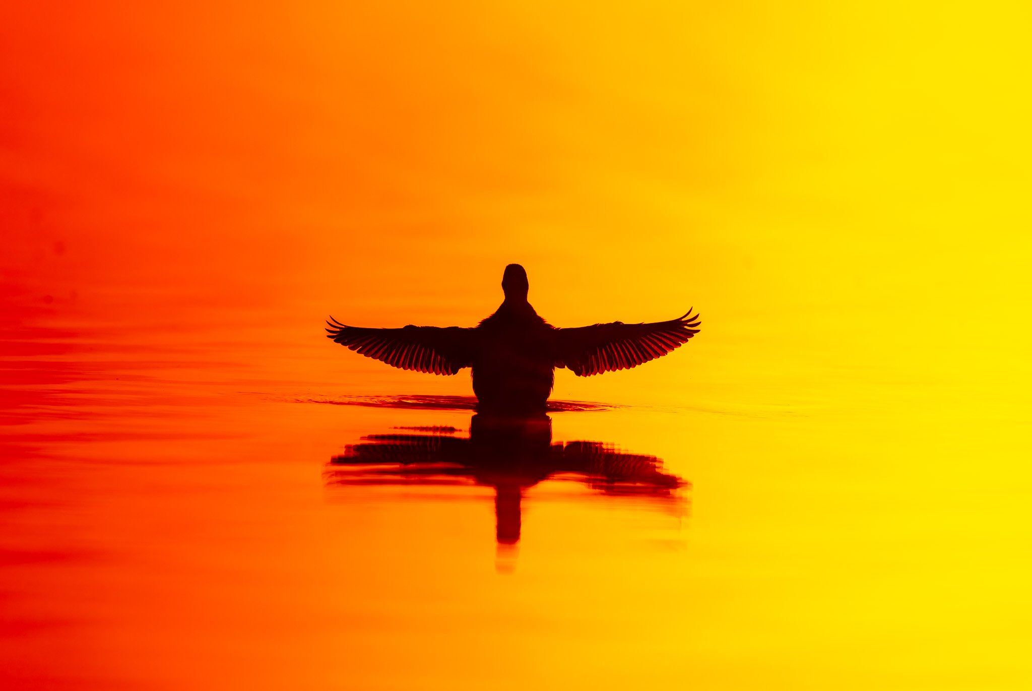 A brand new day for a Mallard