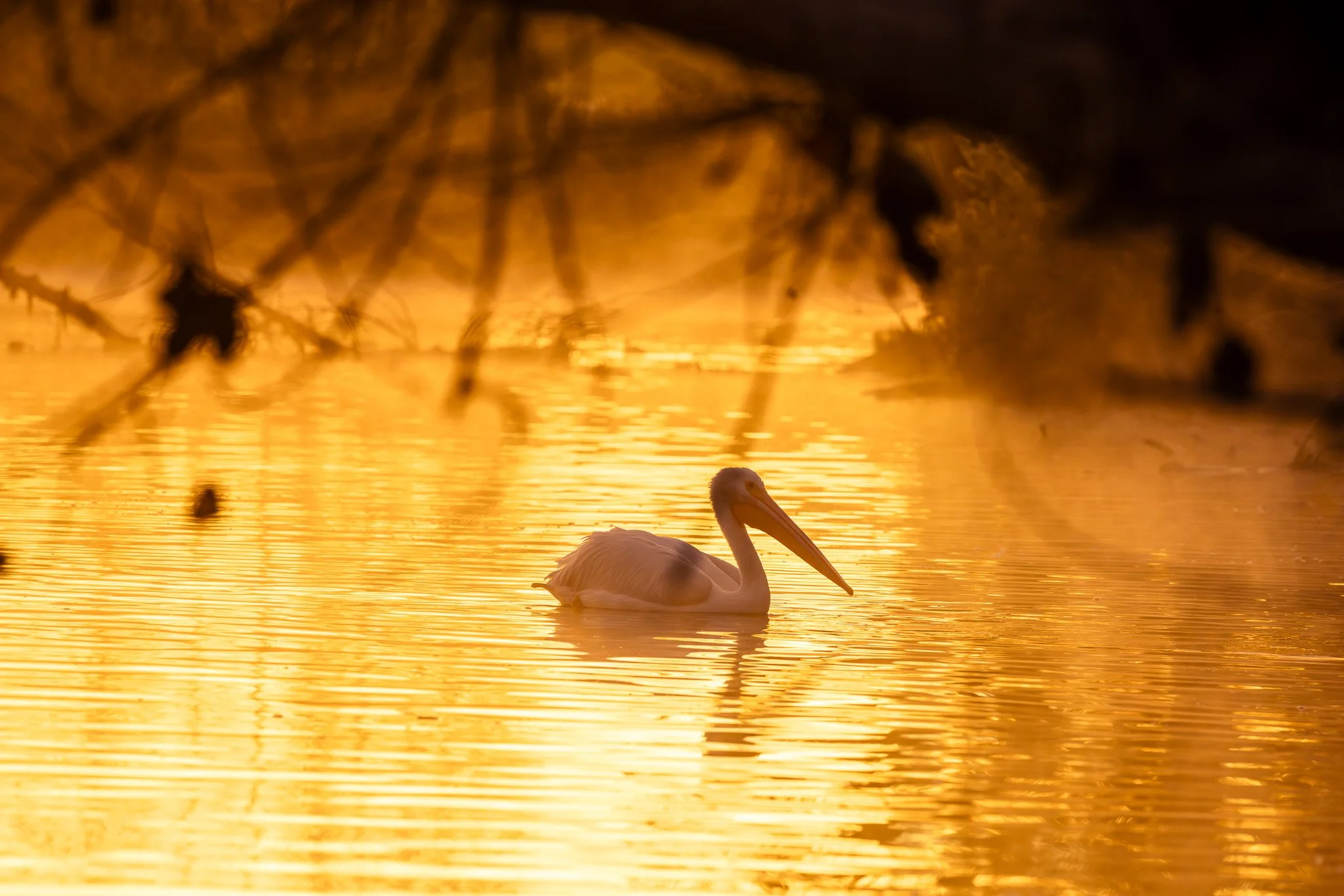 Pelican in the sunrise