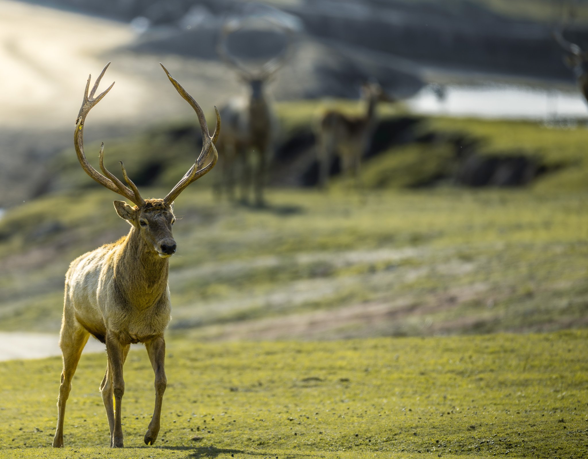 Wild Elk