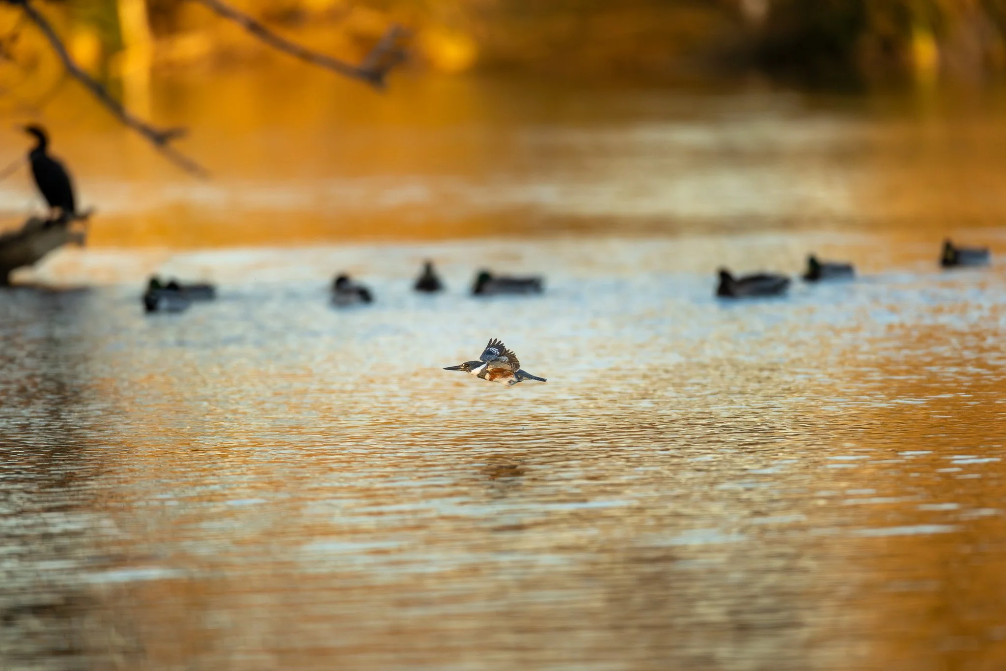 Belted Kingfisher flying low
