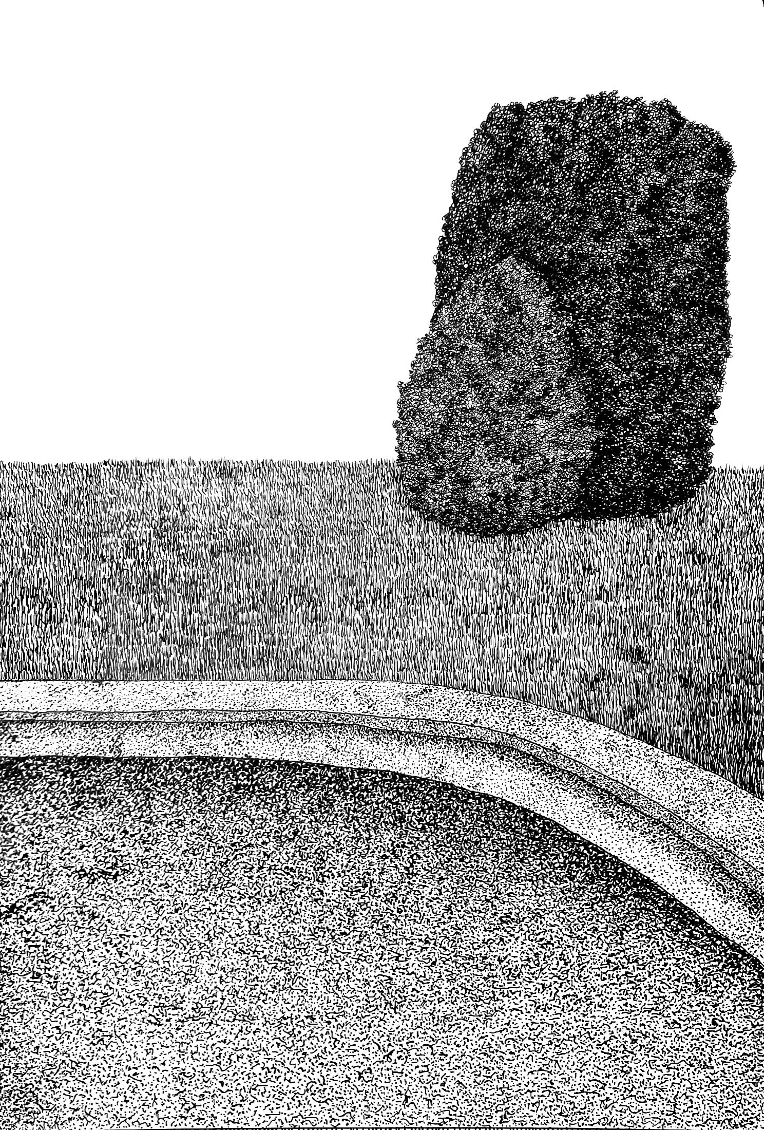 Two bushes, hand-drawn, ink on paper,  [Roxana], 2024