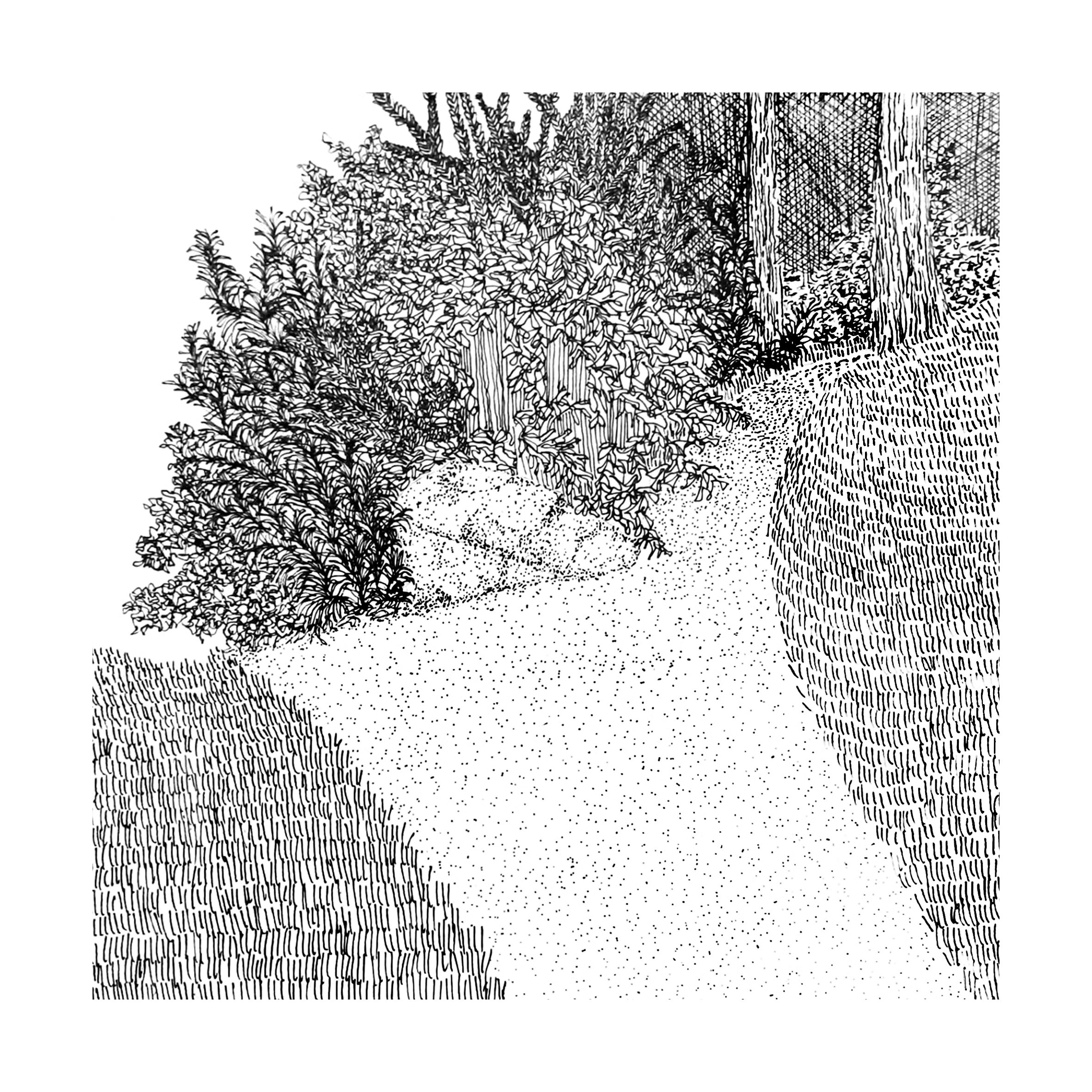 Black and white illustration of a garden with bushes, trees, and a pathway.