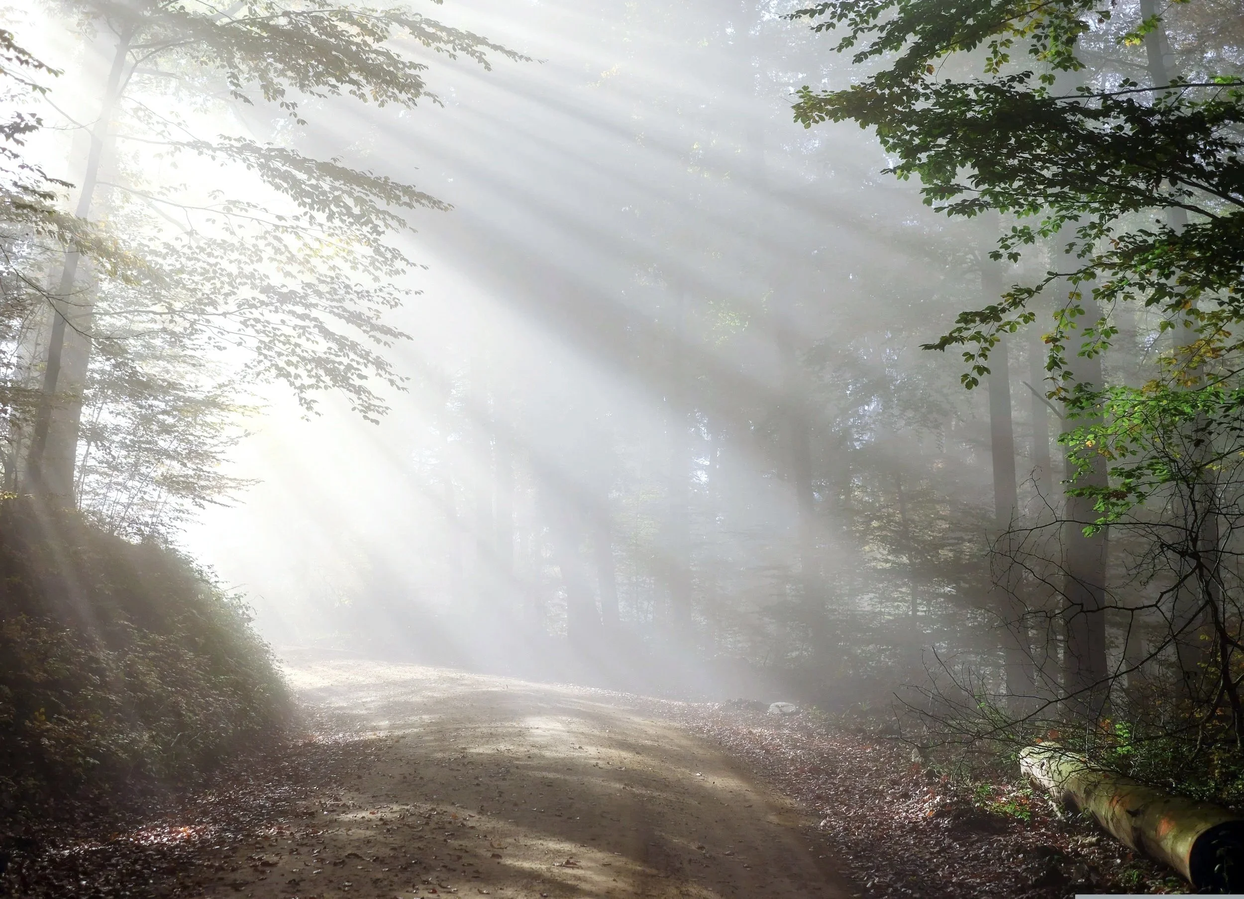 Ein schmaler Waldweg, durch Nebel und Sonnenstrahlen beleuchtet, mit Bäumen auf beiden Seiten.