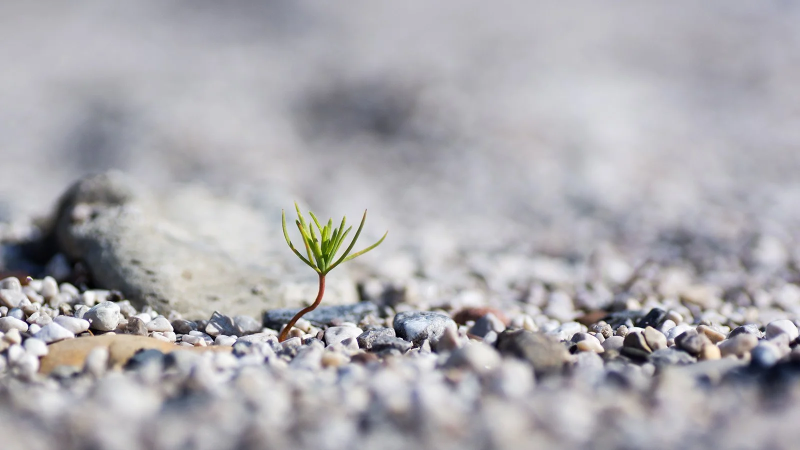Kleine Pflanze wächst zwischen Sand und Kies an einem Strand.