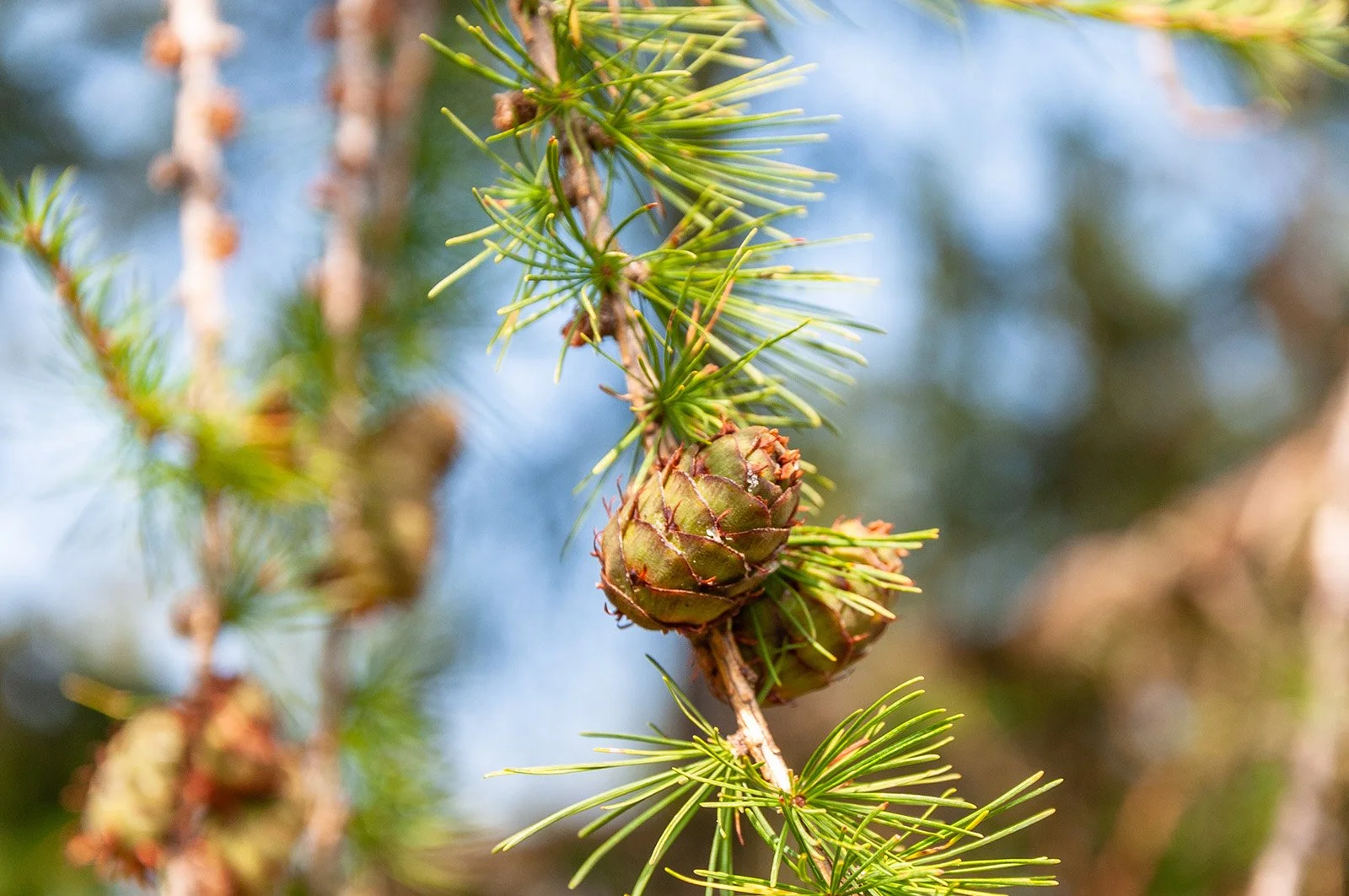 Zwei grüne Kiefernzapfen hängen an einem Ast mit Nadeln, im Hintergrund unscharfer Himmel und andere Baumzweige.