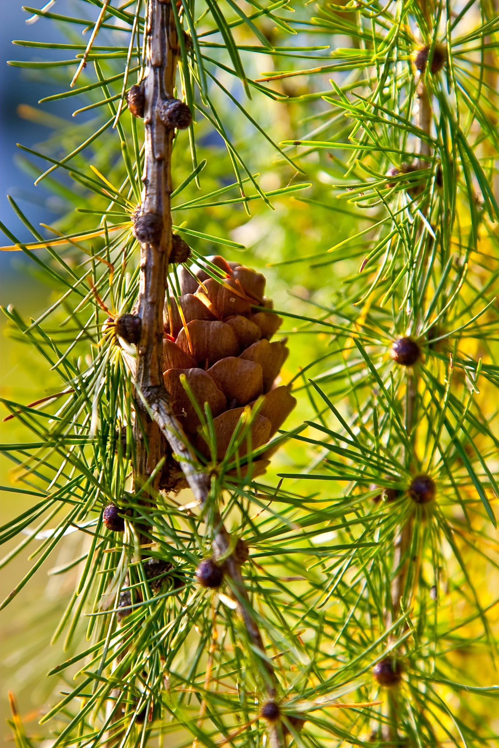 Kiefernnadeln, Zapfen und kleine Früchte an einem Baum