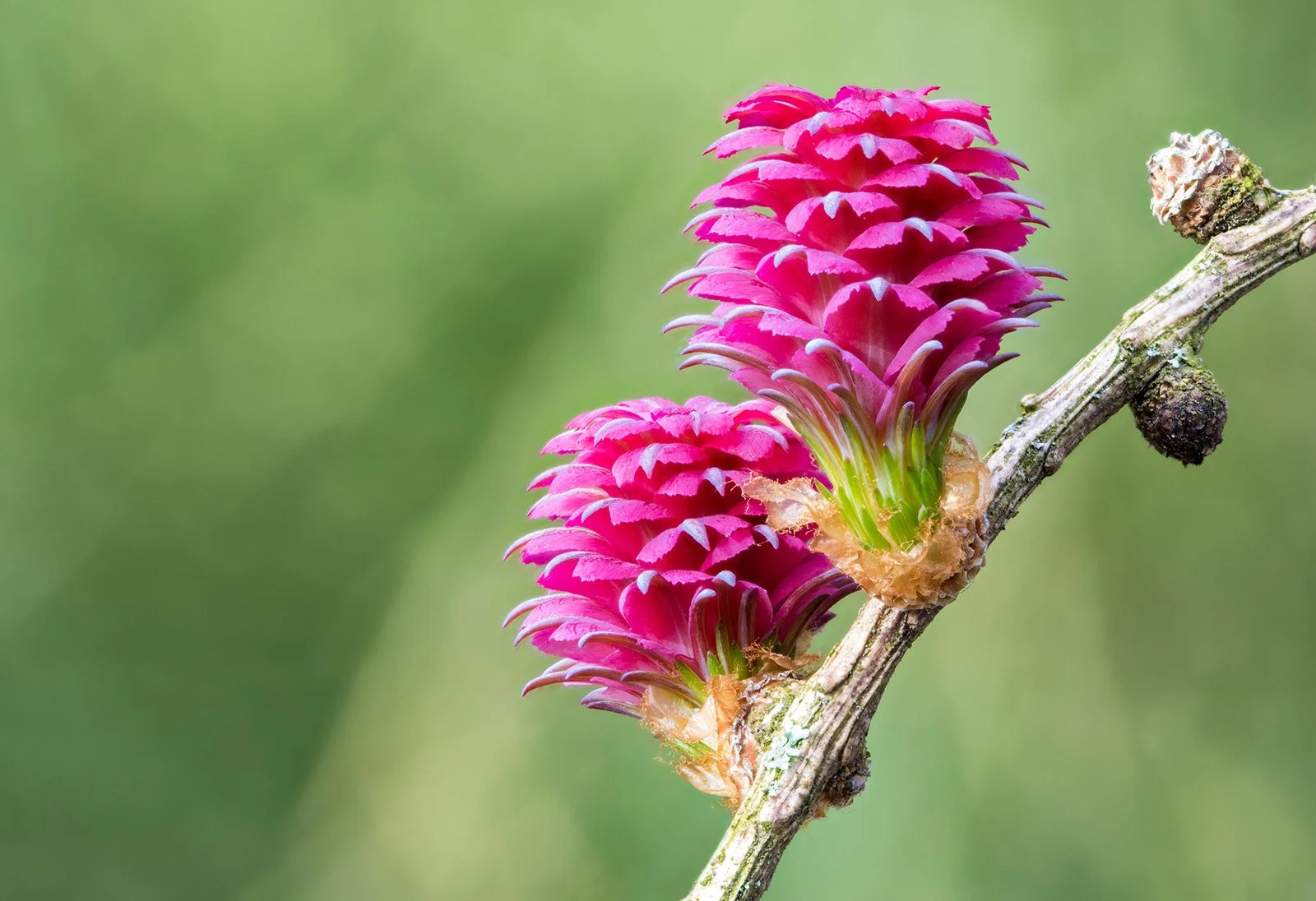 Eine Nahaufnahme von pinkfarbenen, bis oben hin blühenden Zapfen an einem Baumast, mit grünem unscharfem Hintergrund.