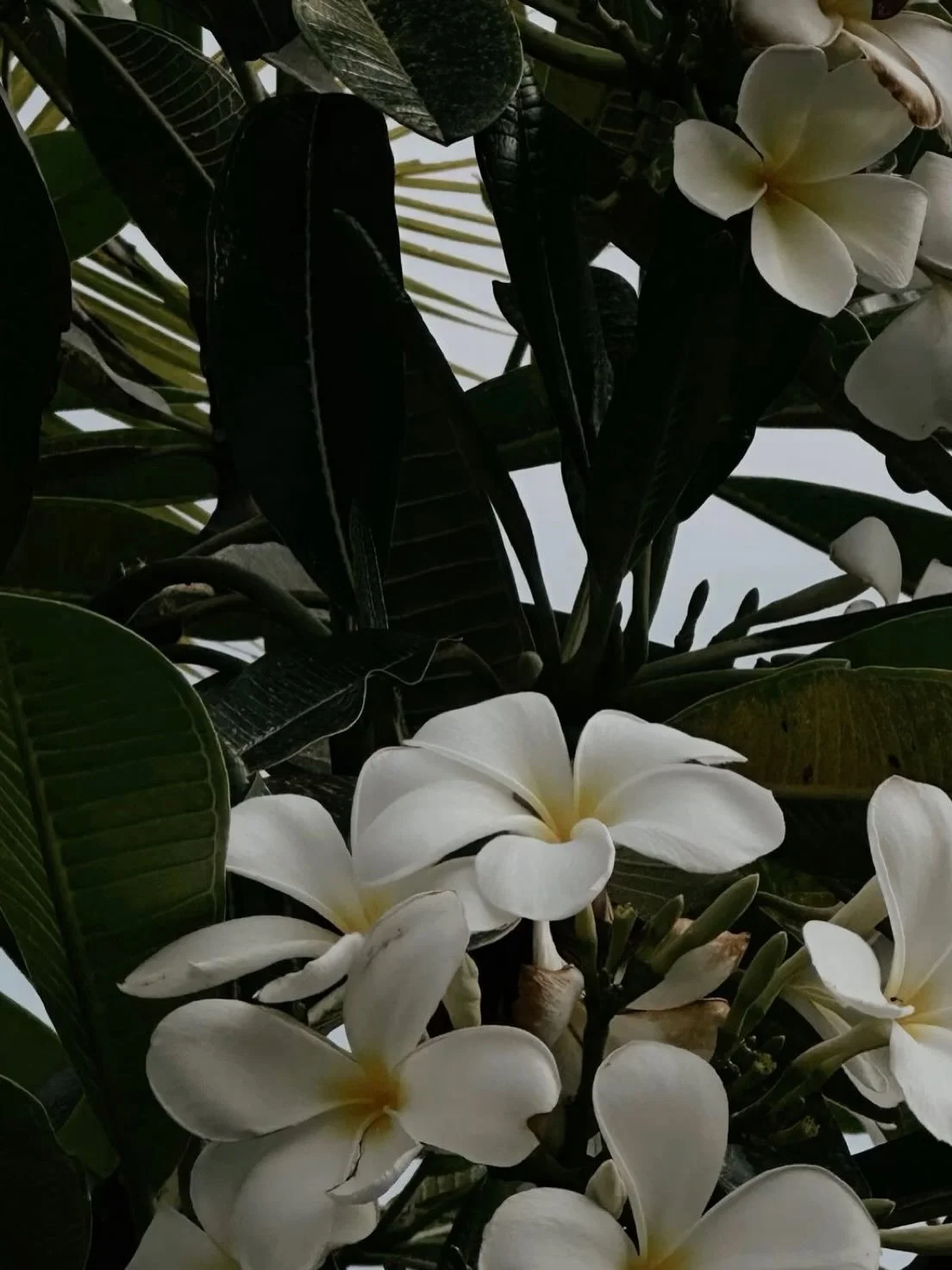 Quick get away with mon amour back to one of my favorite places. 
Arriving in Bangkok after a long, uncomfortable flight I sat by the pool. The air smelled of frangipani, incense, coconut, and fried rice. The temperature nearly perfect, thawing out m