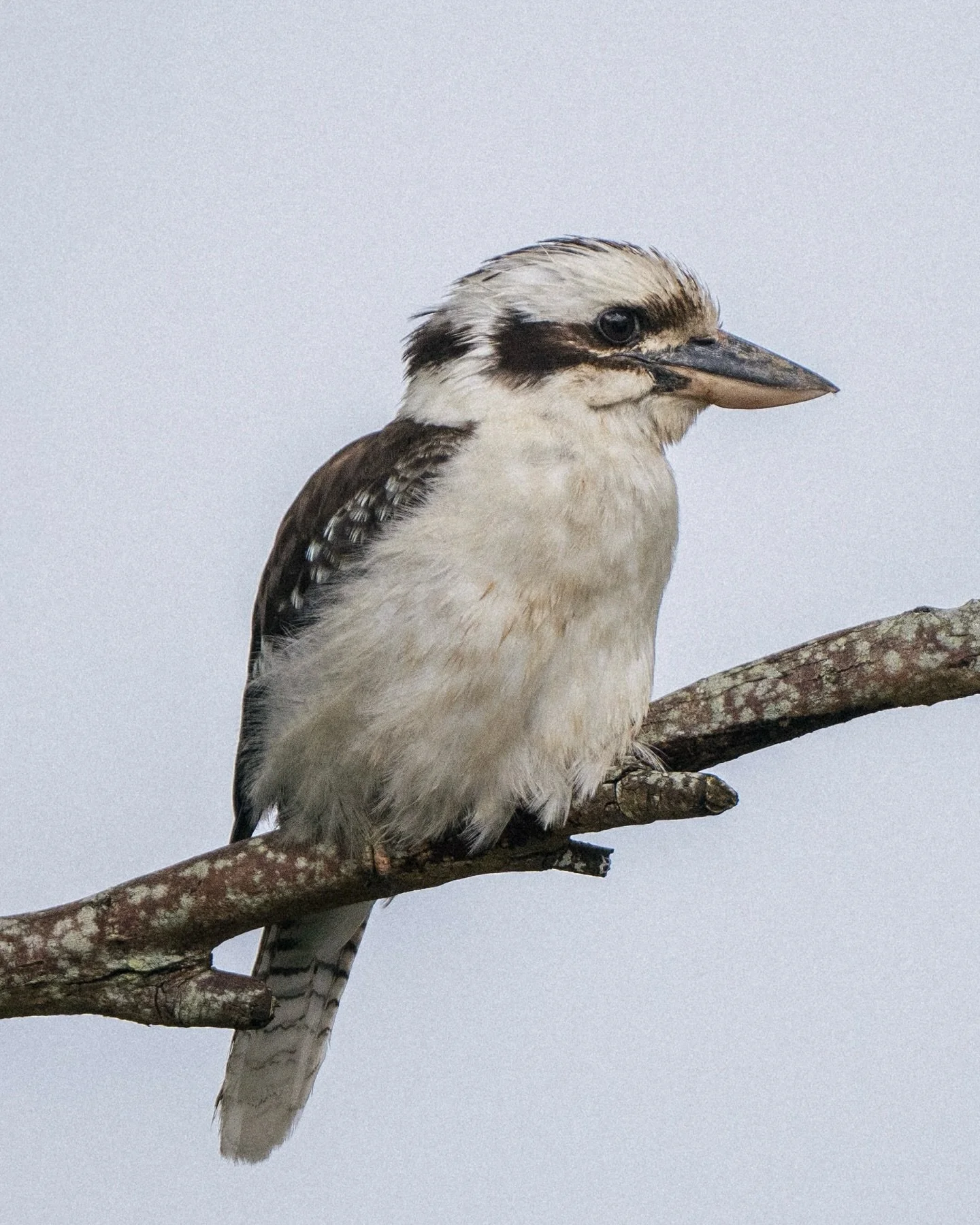 Don&rsquo;t get distracted by this magnificent kookaburra, one of the finest Australian birds (they make a cool laughing sound) - this is a very late 2024 recap post

2.) Started the year in Gran Canaria, a place that offers an incredible variety of 