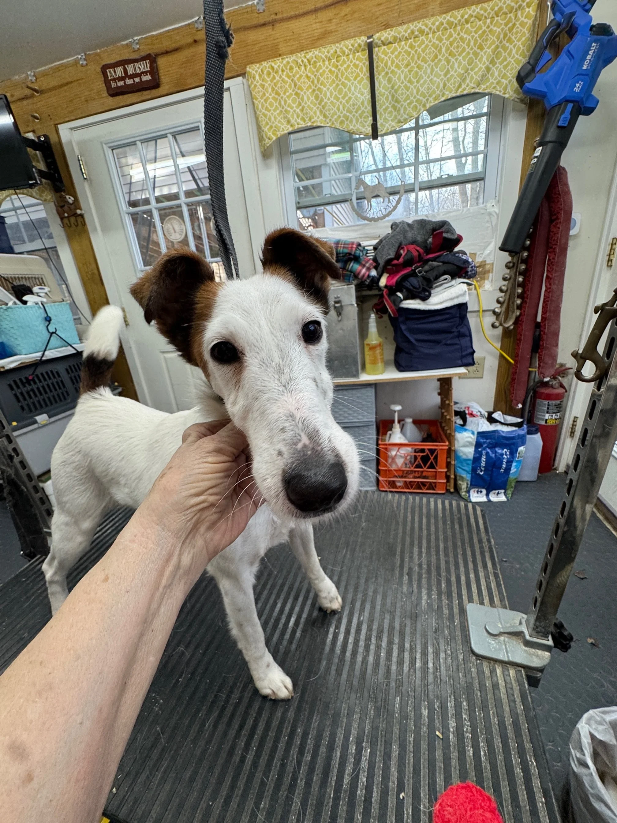 A fluffy, curly-haired dog with a black nose and one ear partially folded, sitting indoors on a floral blanket with a person's hand gently supporting its neck.