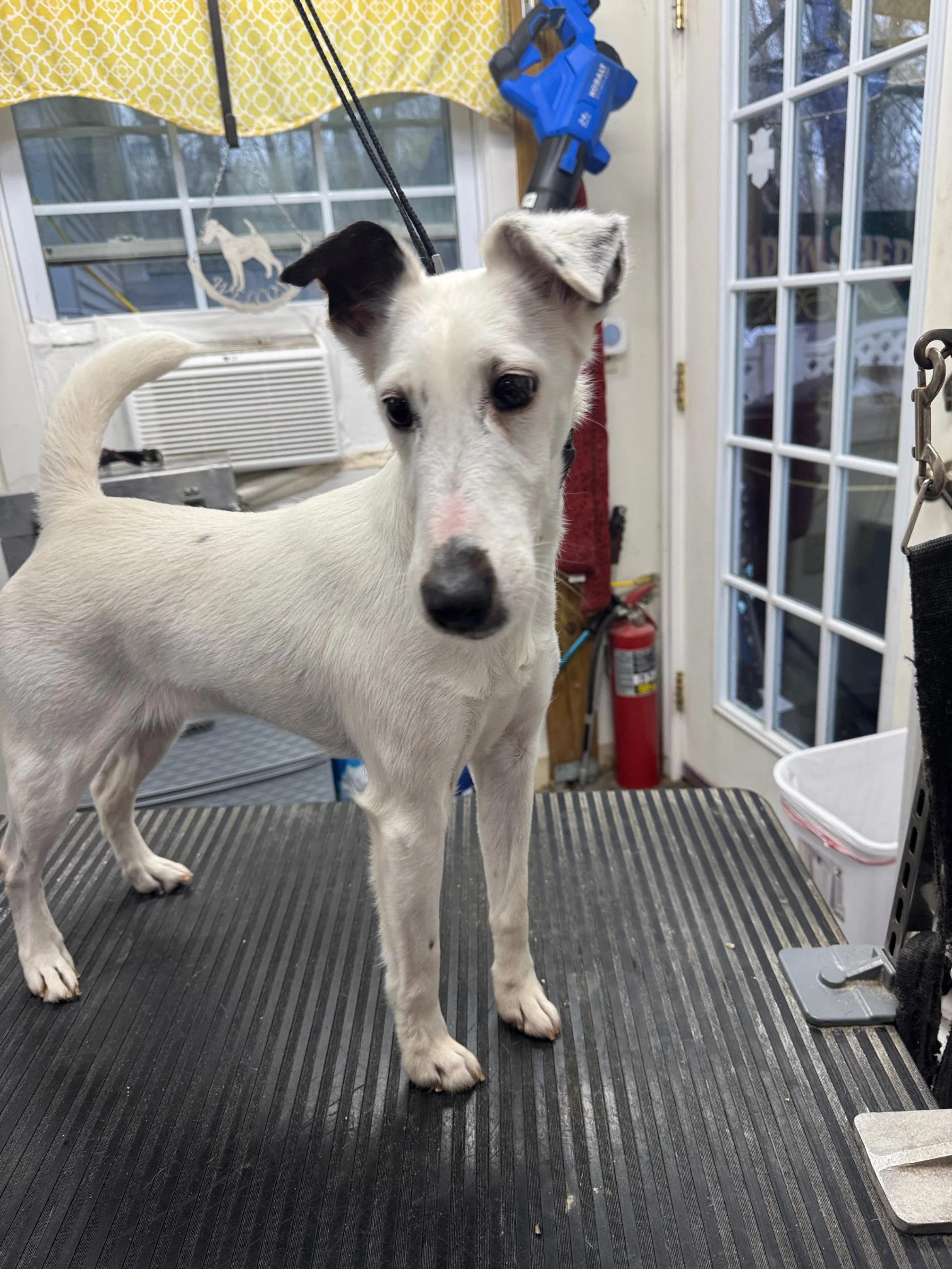 A small black and white dog with a distinctive black patch around one eye, sitting on a towel in what appears to be a stainless steel room, possibly a veterinary or grooming facility.